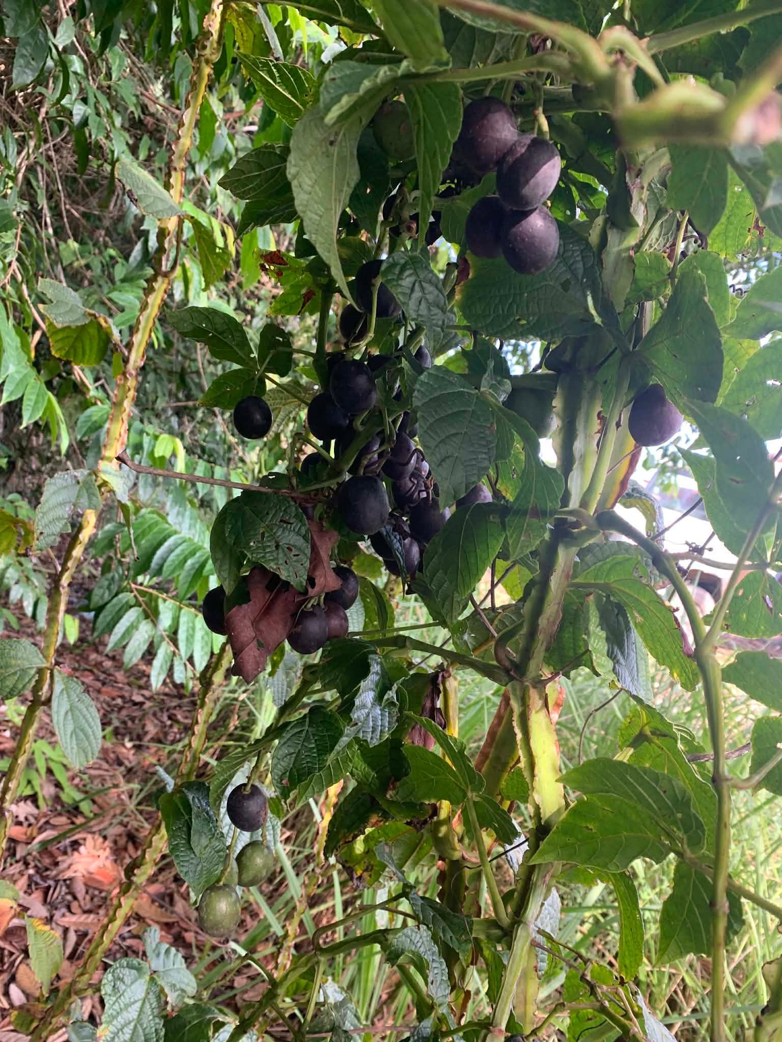 Pre Order - Uva do Mato de Mico-Dourado (Cissus stipulata) - 1 fresh seed / 1 frischer Samen