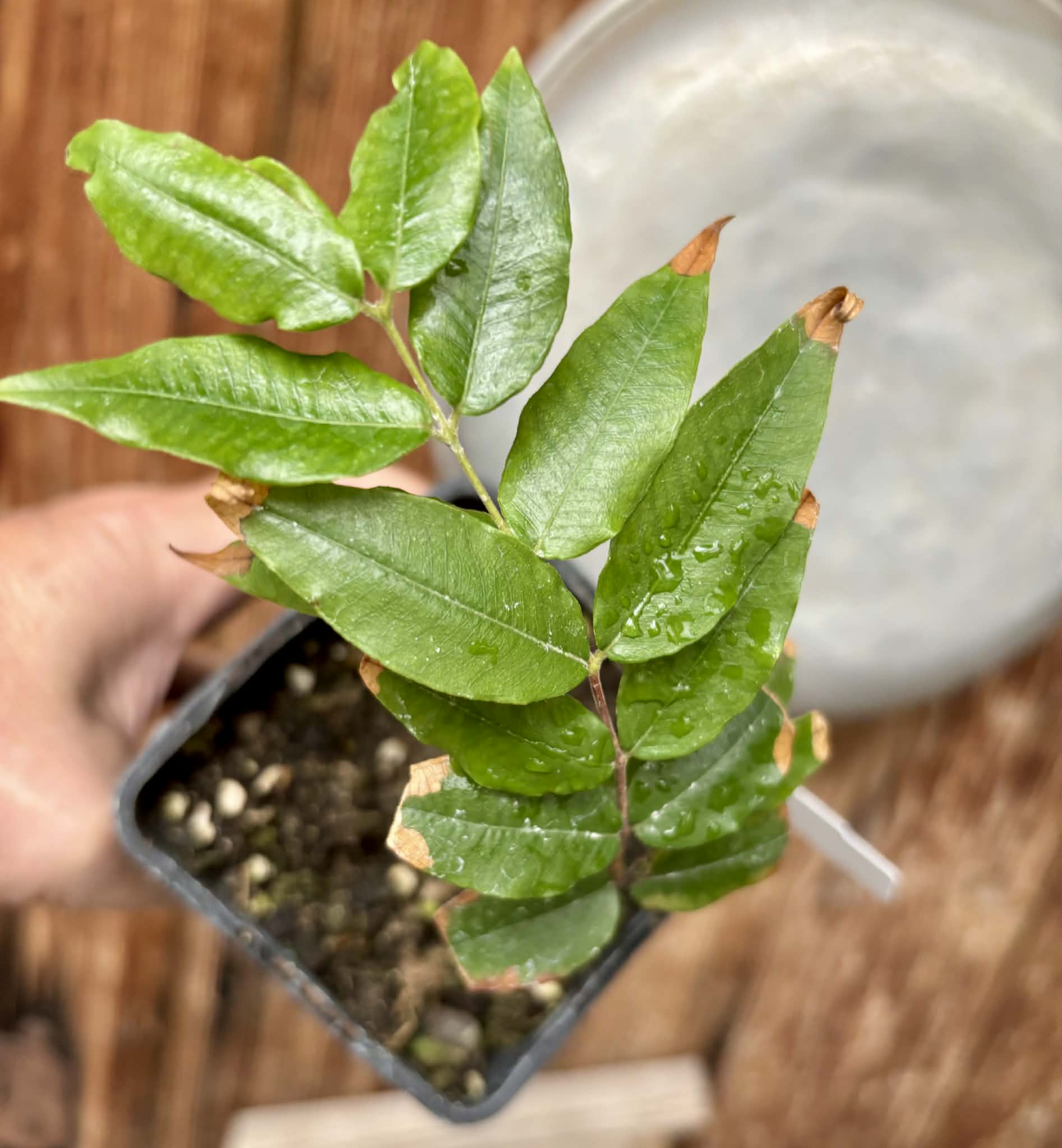 Myrciaria sp Jaboticaba - 1 potted seedling / 1 getopfter Sämling