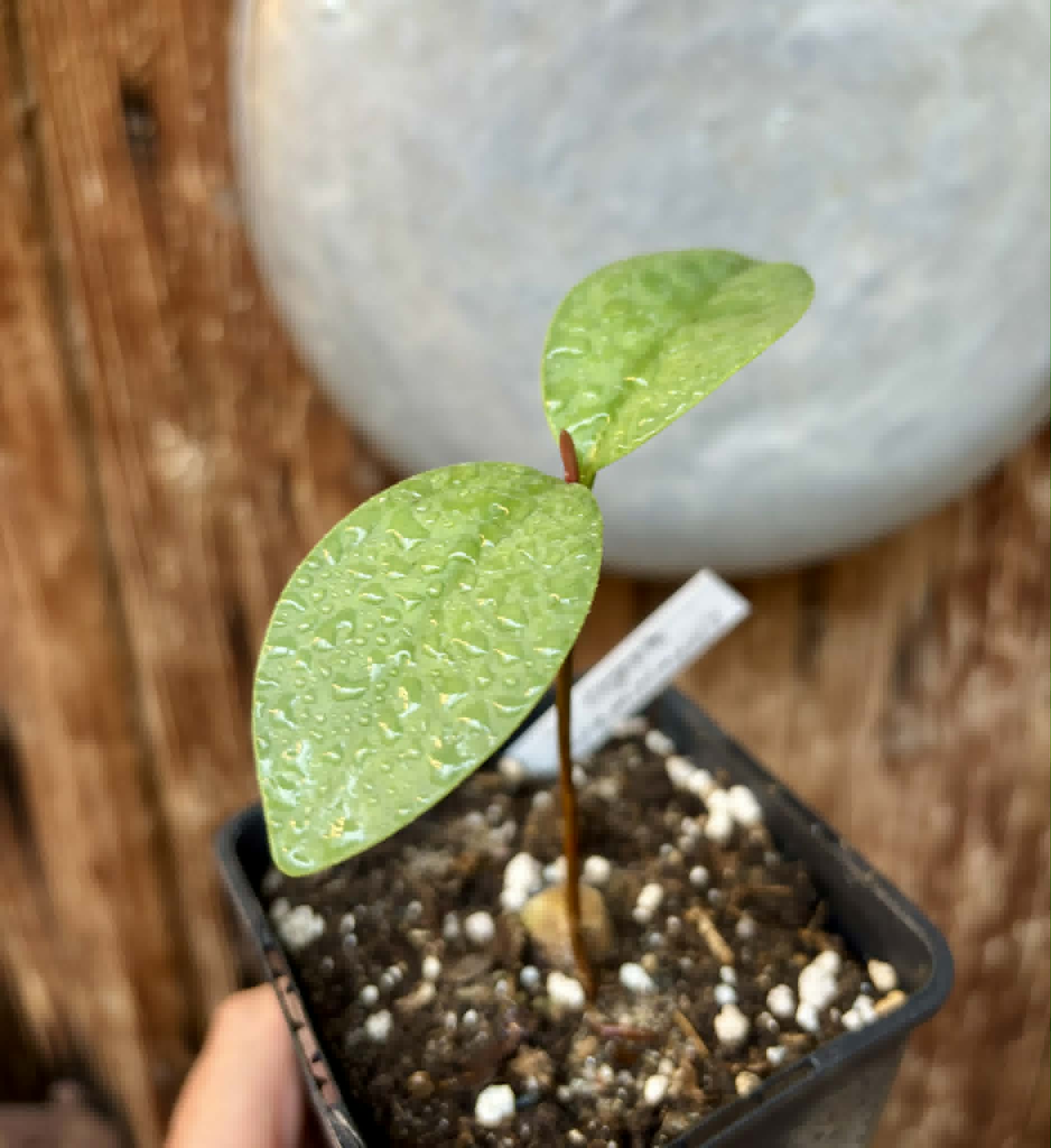 Eugenia itapemirimensis - 1 potted plant / 1 getopfte Pflanze