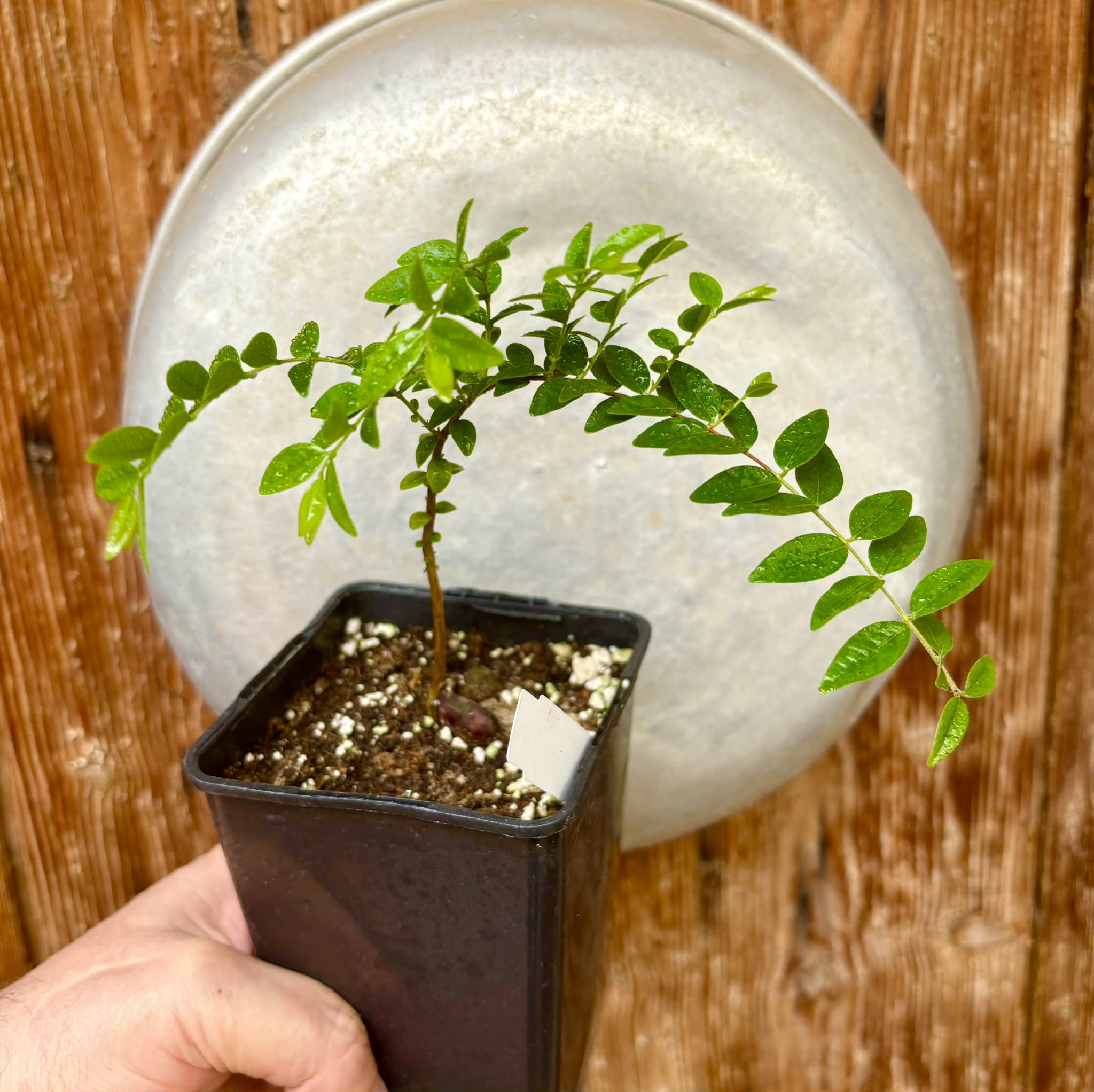 Myrciaria sp Pastora - 1 potted seedling / 1 getopfter Sämling