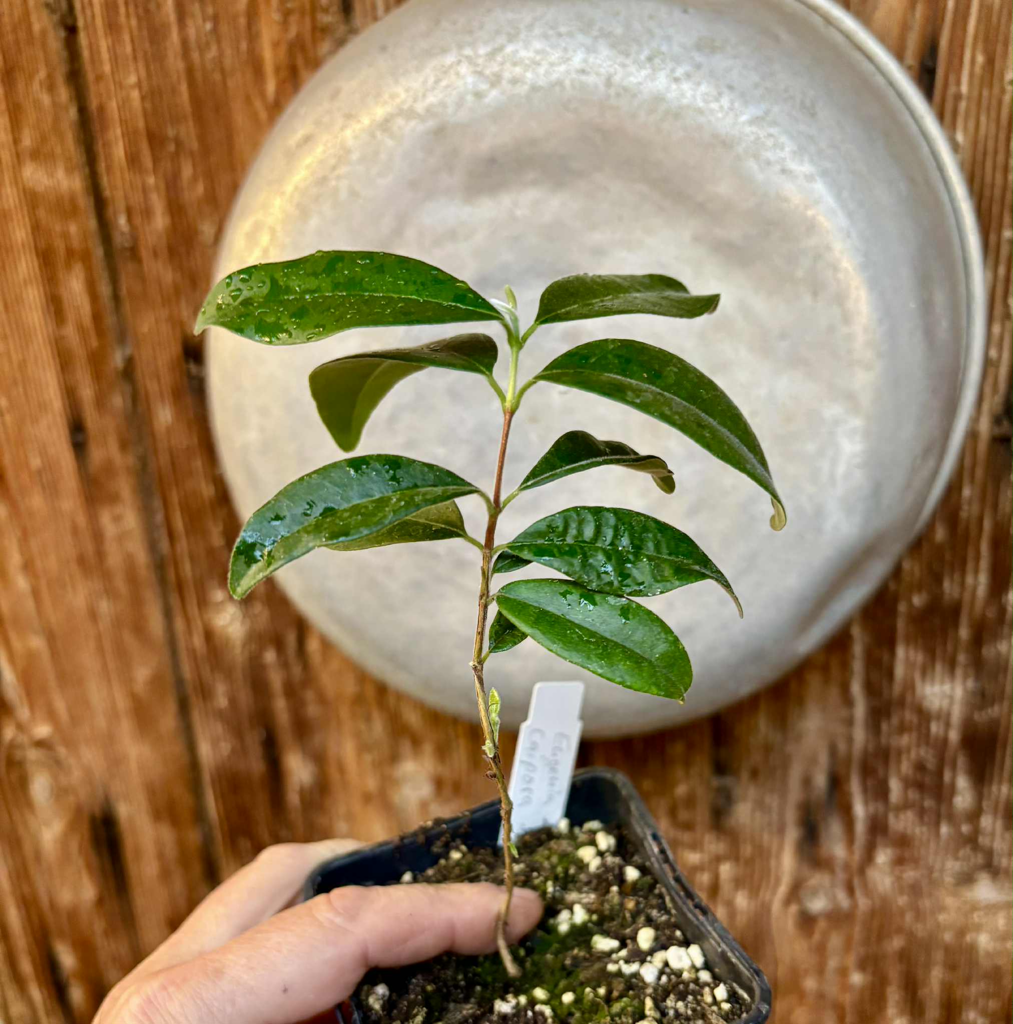 Eugenia caipora BIG -  1 potted plant / 1 getopfte Pflanze