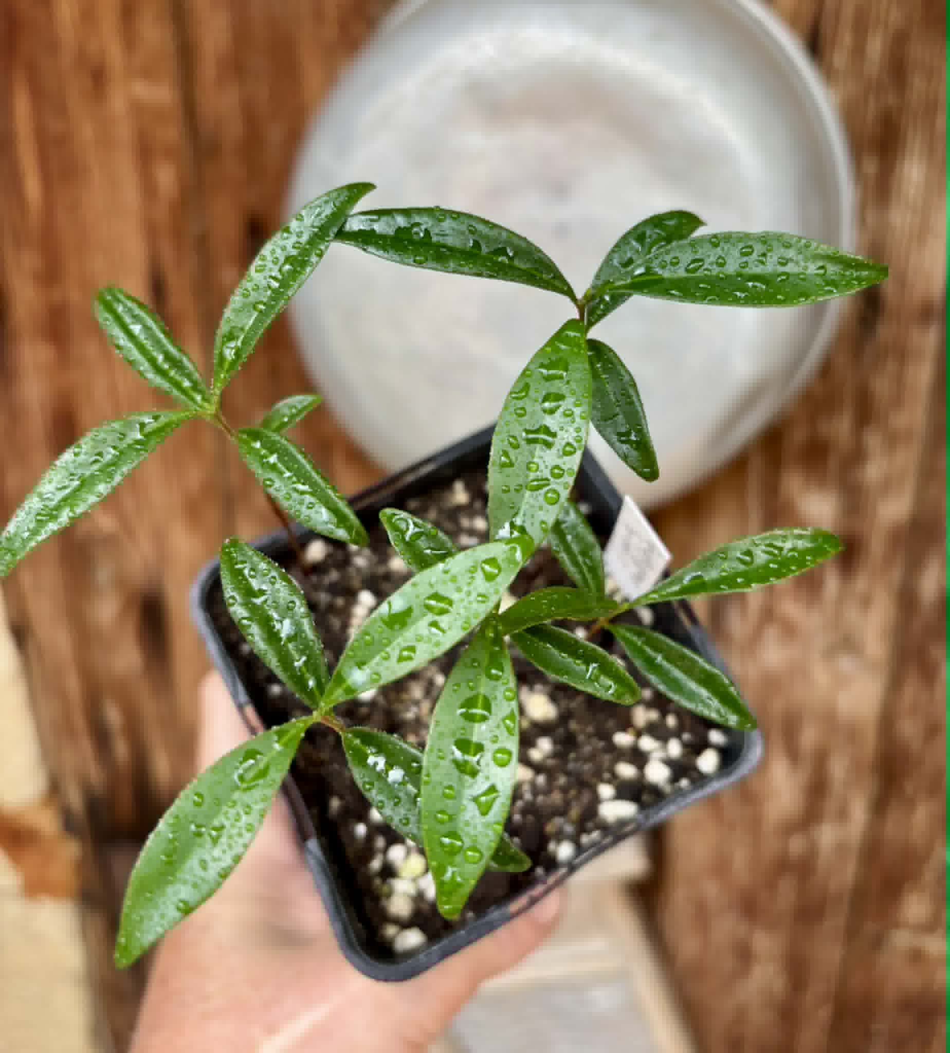 5 in 1 pot - Eugenia punicifolia - 5 seedlings in one pot / 5 Sämlinge in einem Topf Kopie