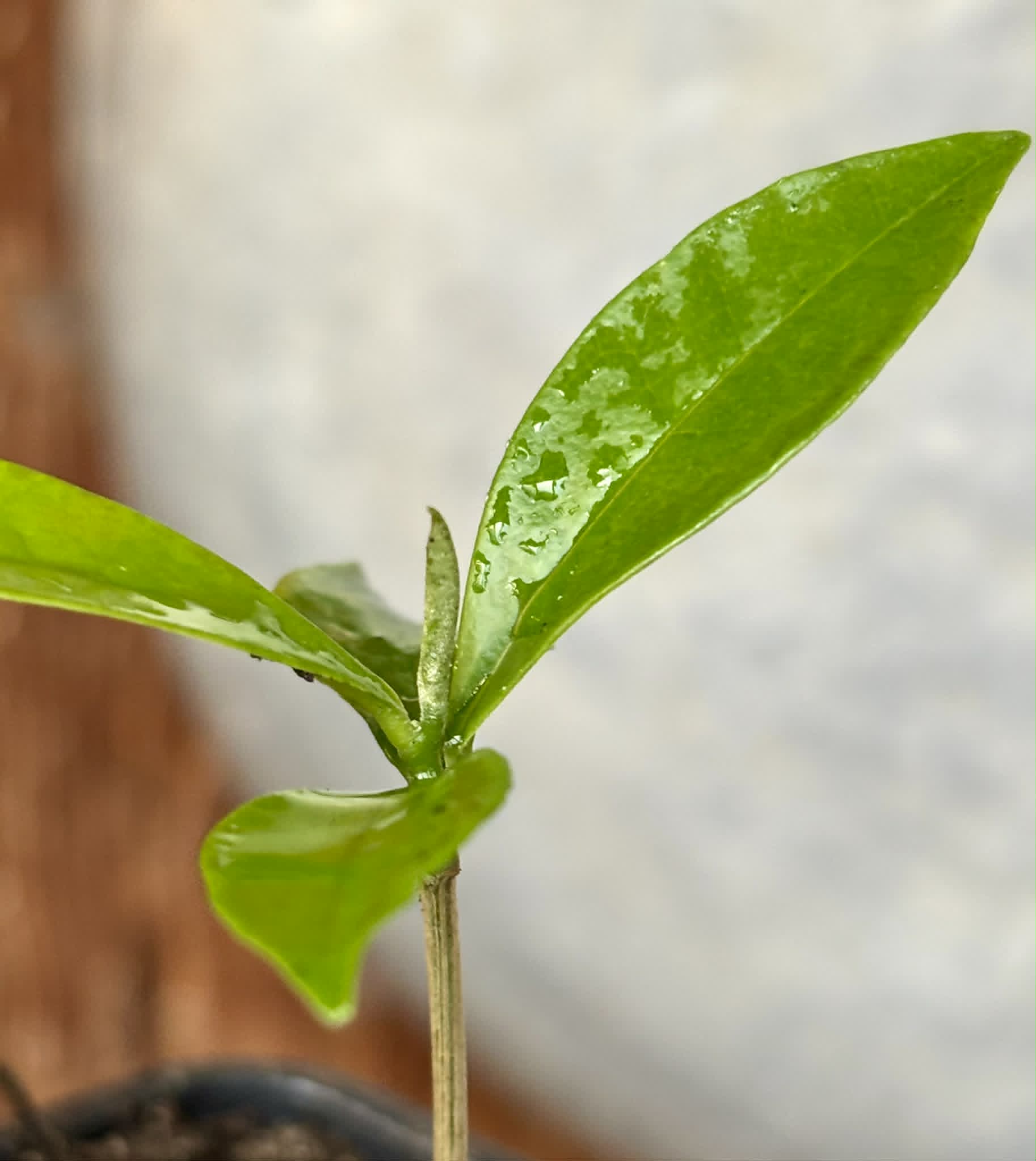 Duguetia lanceolata - Pindaiba - 1 potted seedling / 1 getopfter Sämling