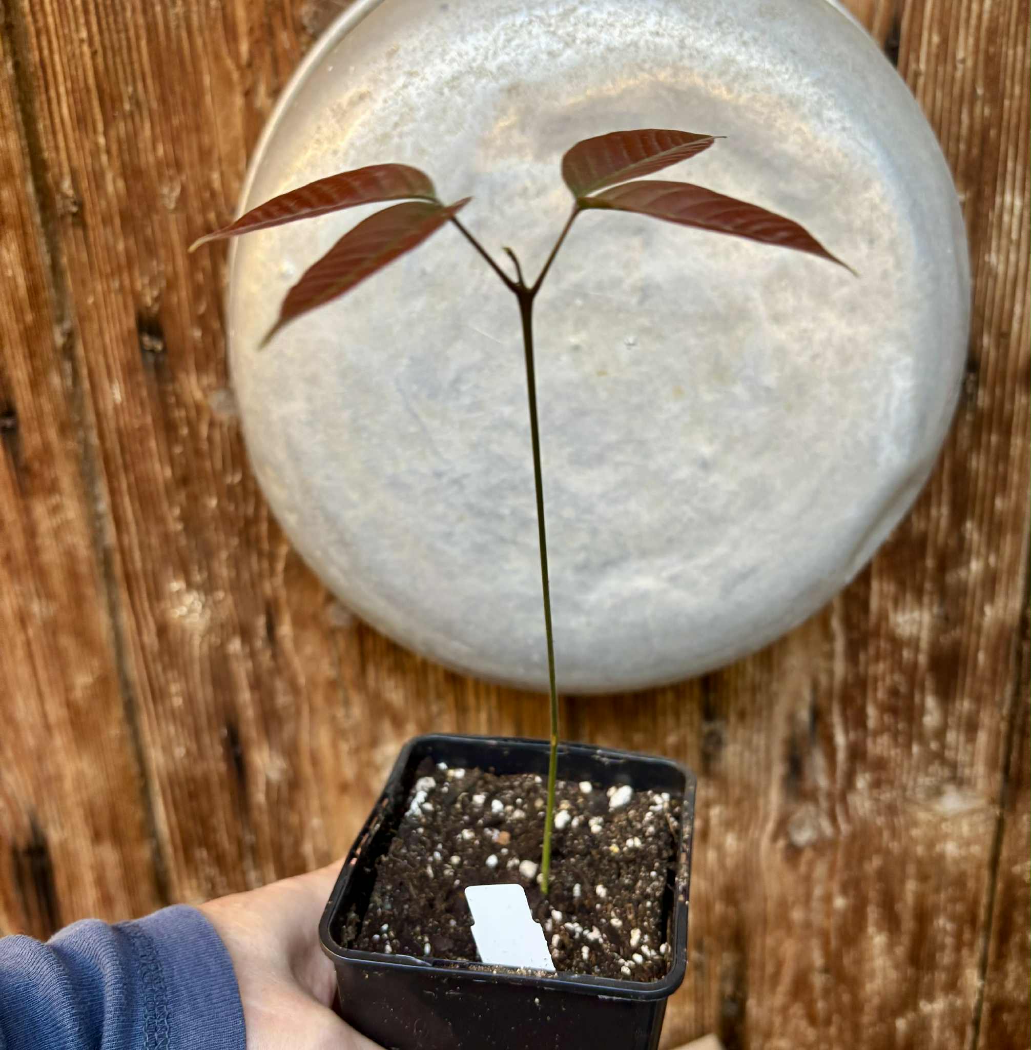 Nephelium lappaceum - Rambutan - 1 potted seedling / 1 getopfter Sämling