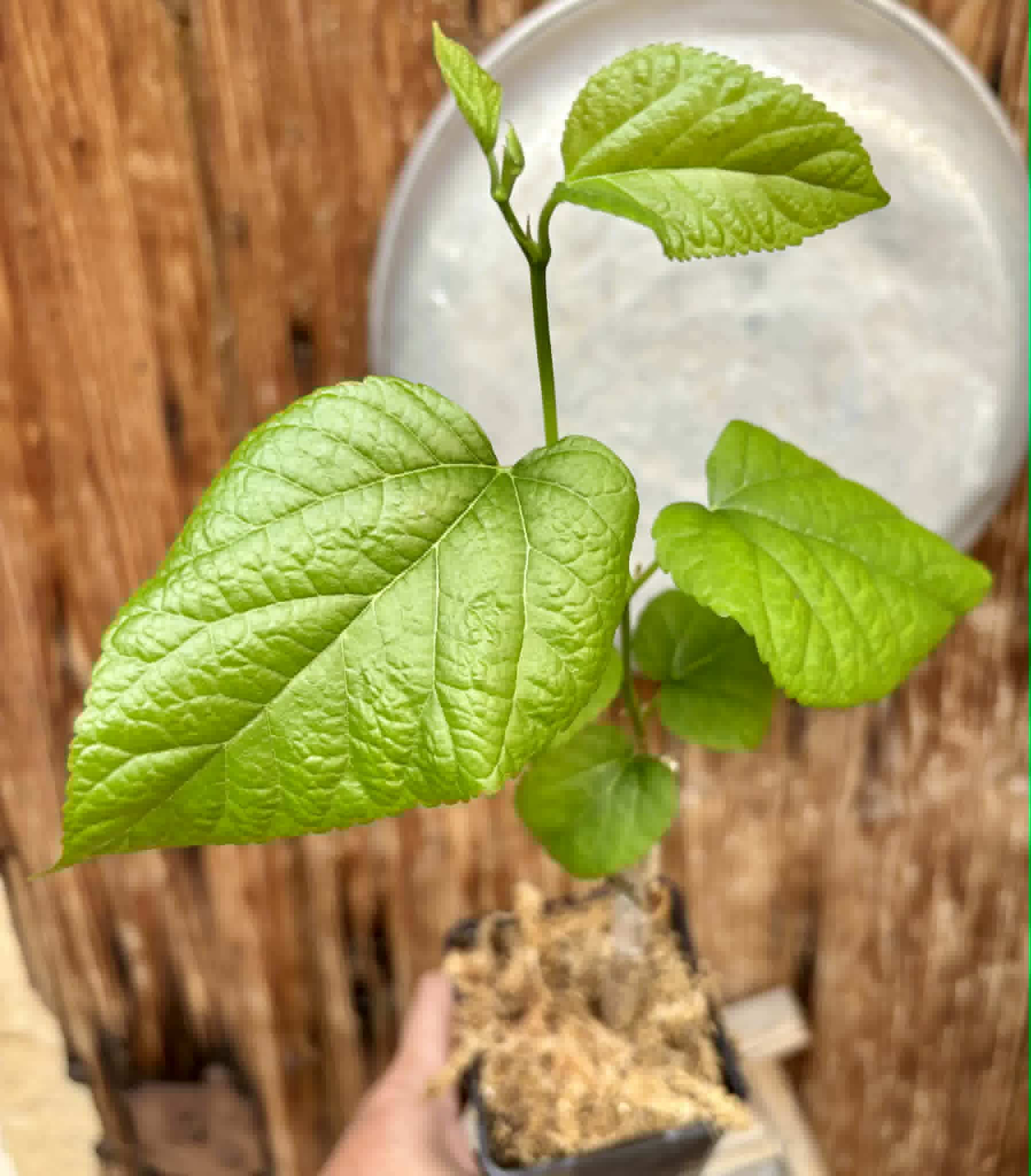 Australian Black (Morus nigra 'Australian Black') - 1 grafted, potted plant / 1 veredelte, getopfte Pflanze