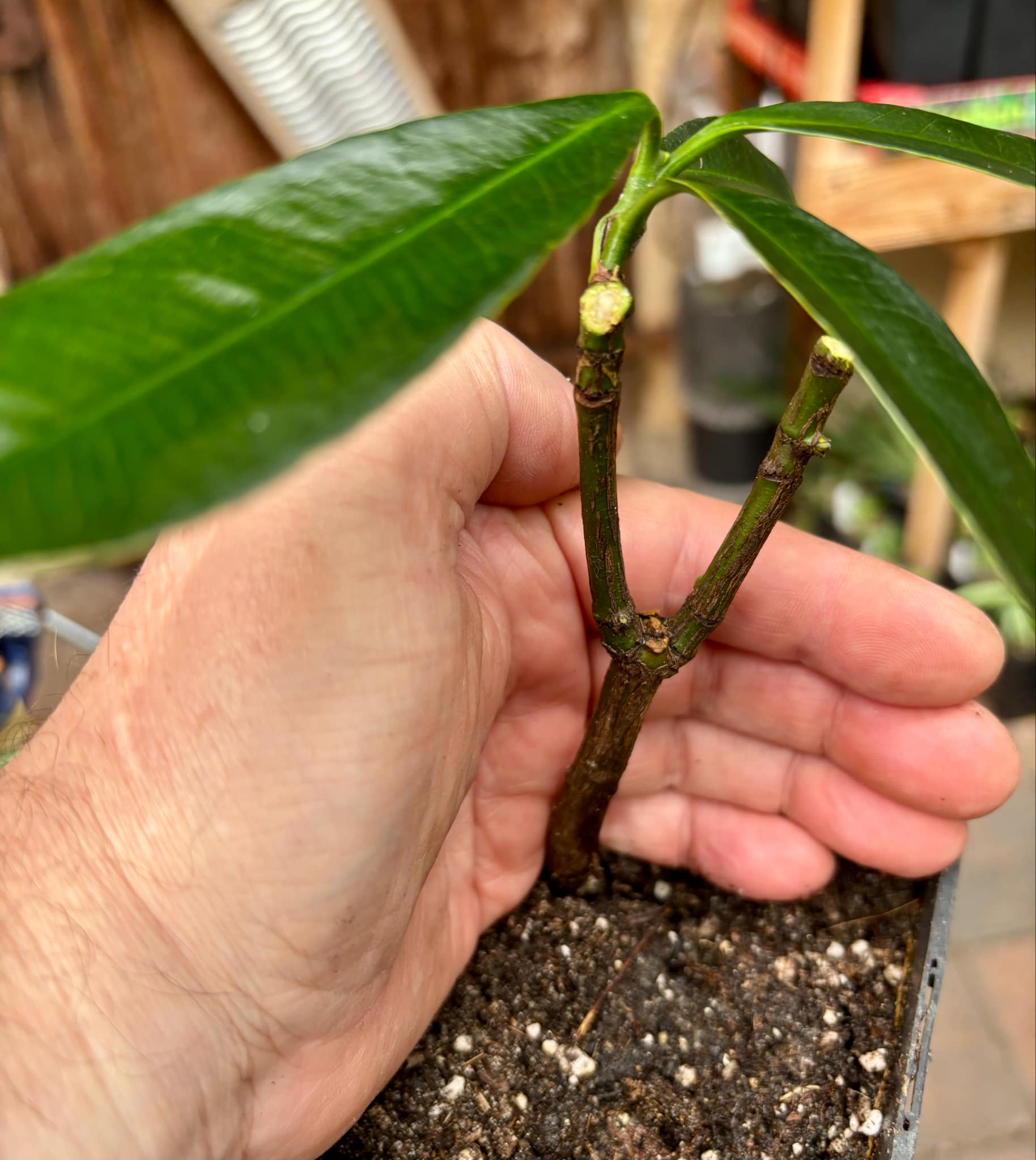 Garcinia sp. mexican - Luc's Garcinia - 1 potted plant / 1 getopfte Pflanze