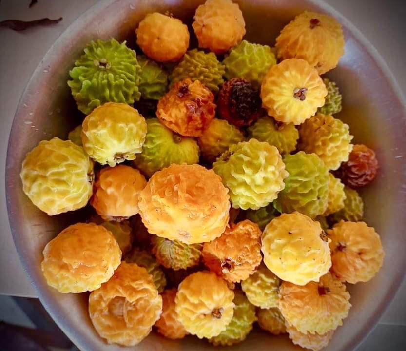 Eugenia sp la de Carneiro - Rare exotic plant - Seltene exotische Pflanze