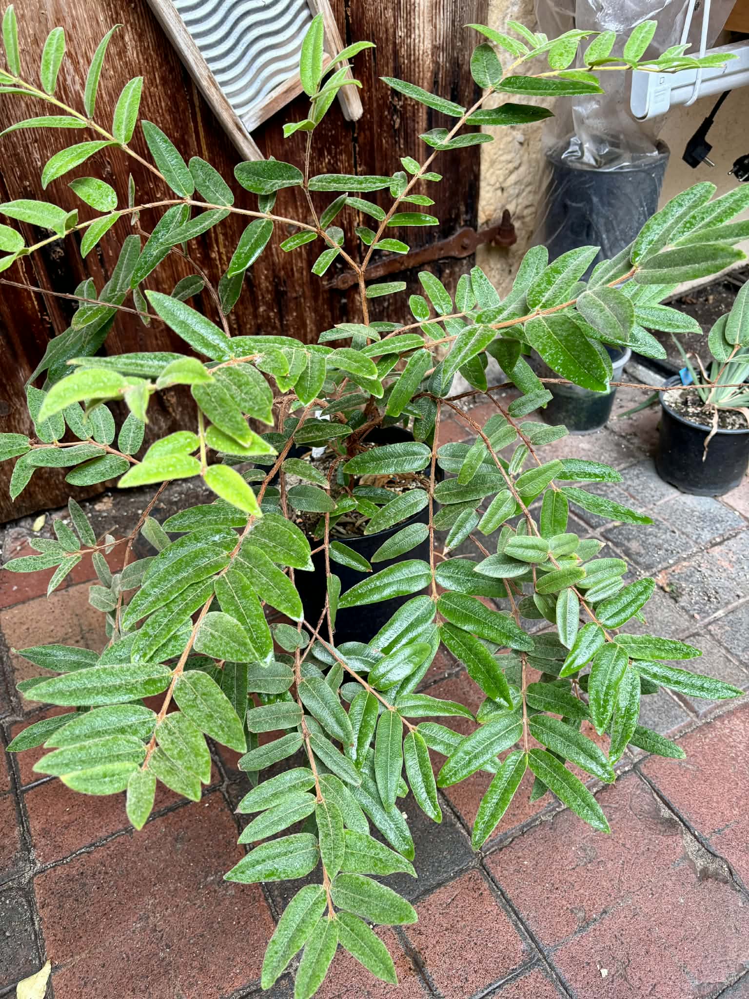 6 years old - Myrciaria caerulescens (Roxa - Blue Guaquiea) - 1 potted plant / 1 getopfte Pflanze