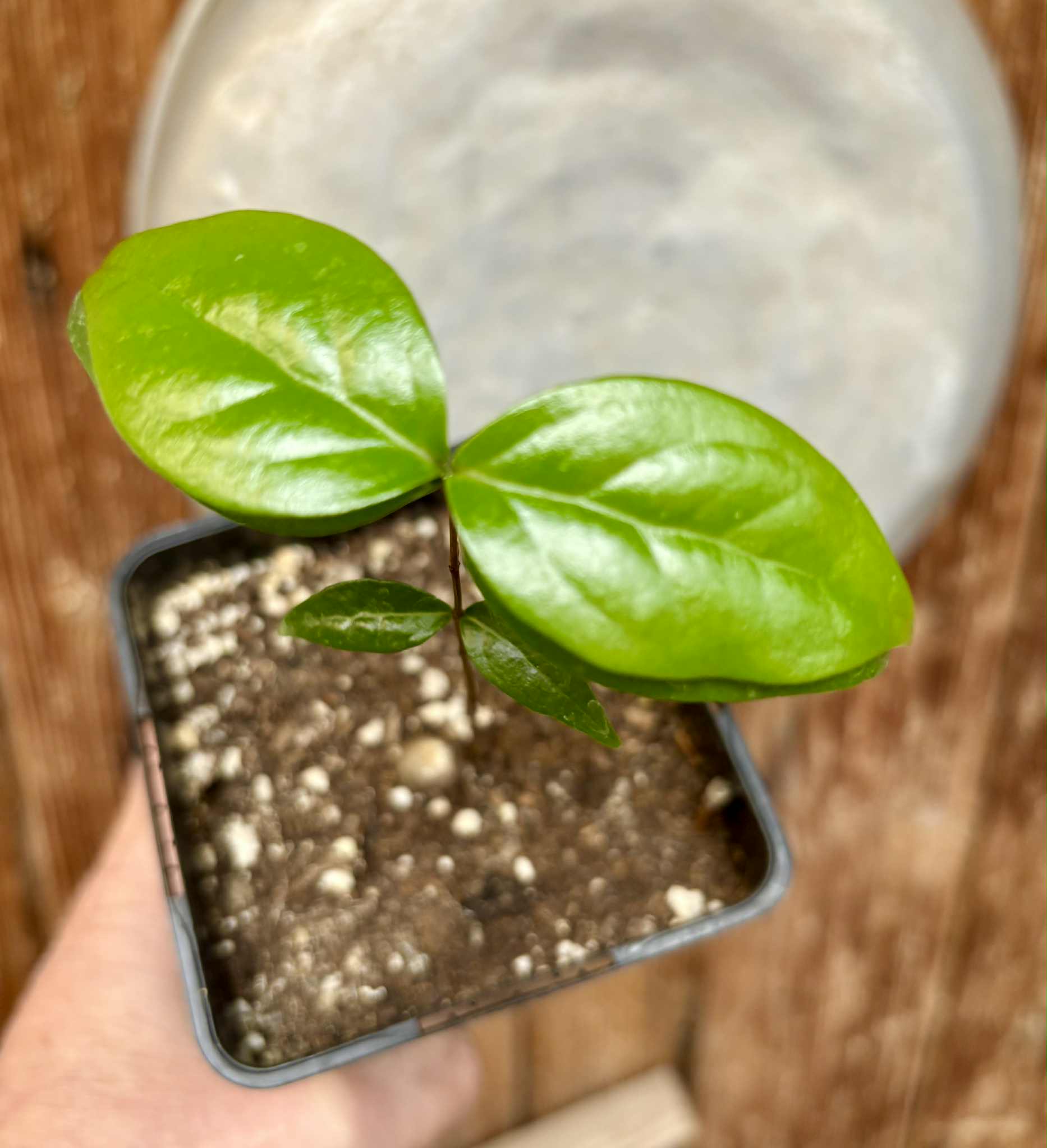 Eugenia uniflora var. Tutti Colore  - 1 small potted seedling / 1 kleiner, getopfter Sämling