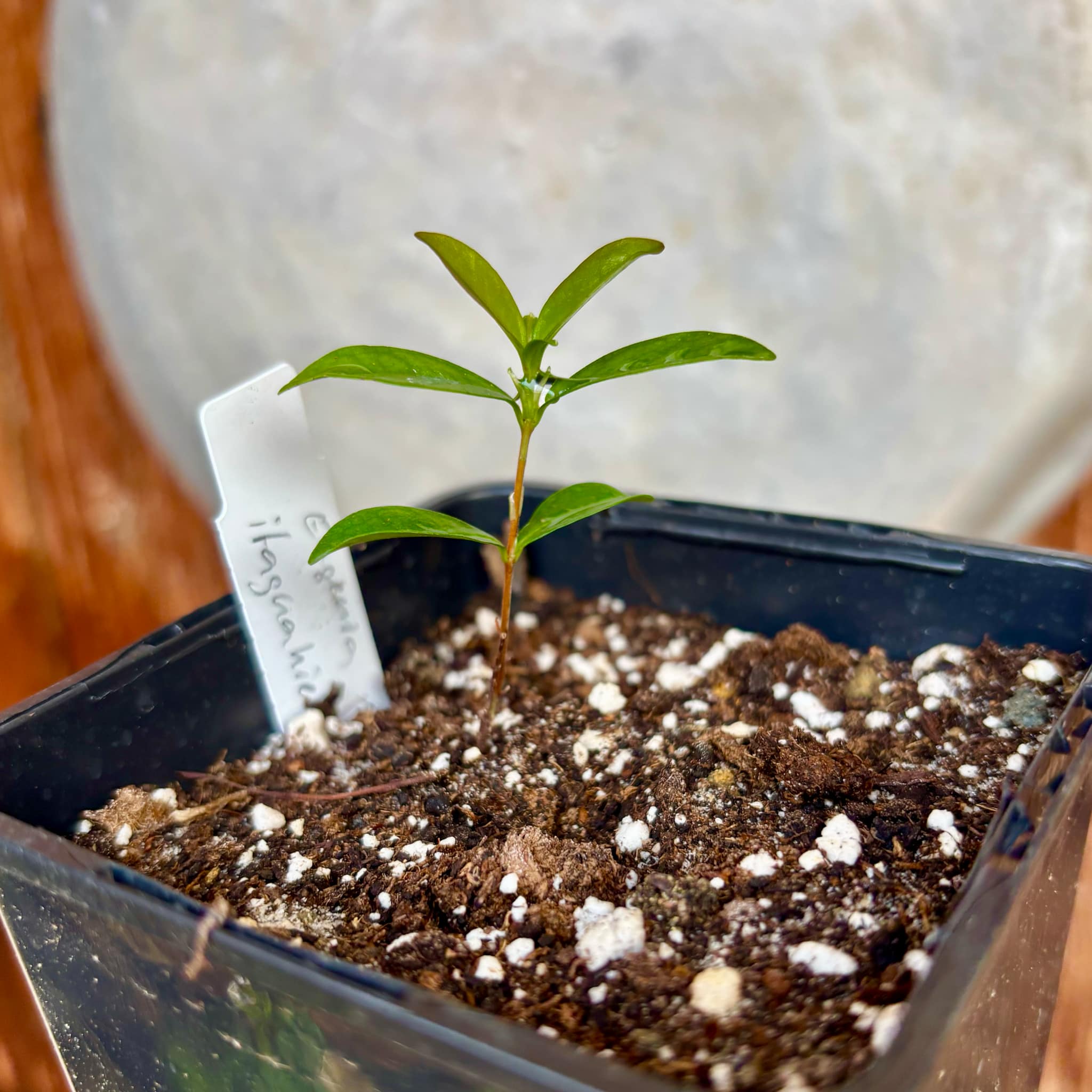 Dwarf Grumixama (Eugenia itaguahiensis) - 1 small potted seedling / 1 kleiner, getopfter Sämling Dwarf Grumixama (Eugenia itaguahiensis) - 1 small potted seedling / 1 kleiner, getopfter Sämling