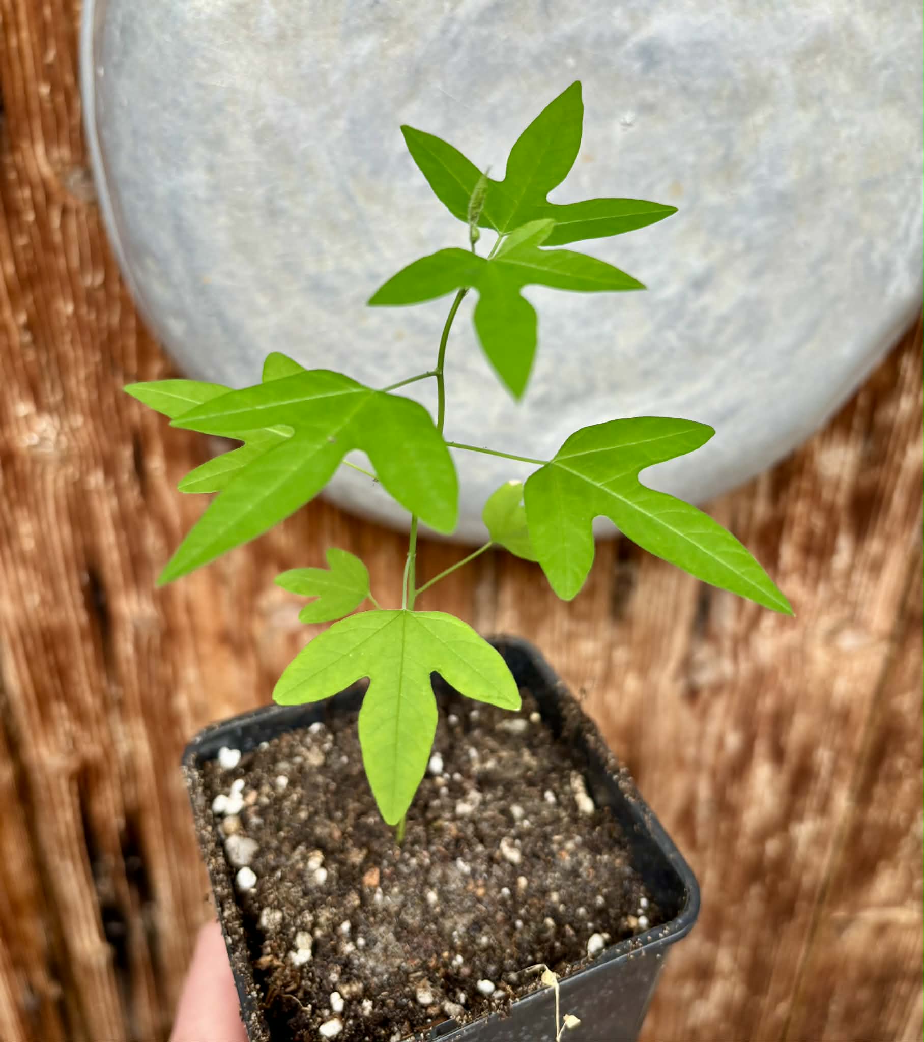 Maracuja do Cerrado (Passiflora cincinnata) - 1 potted seedling / 1 getopfter Sämling