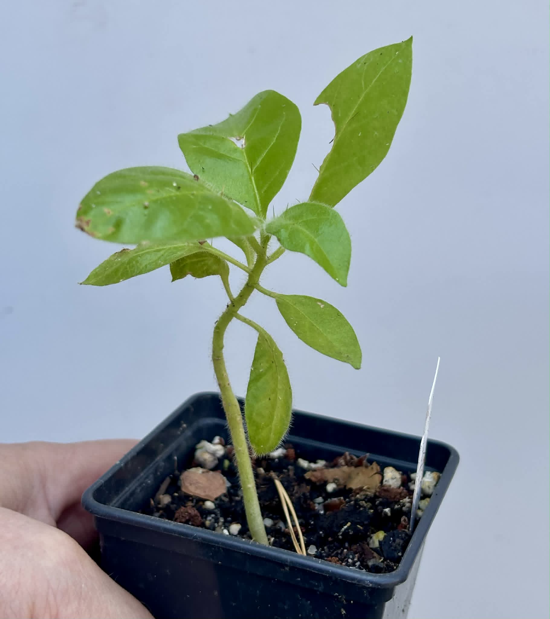 Solanum rumpincola - 1 potted seedling / 1 getopfter Sämling