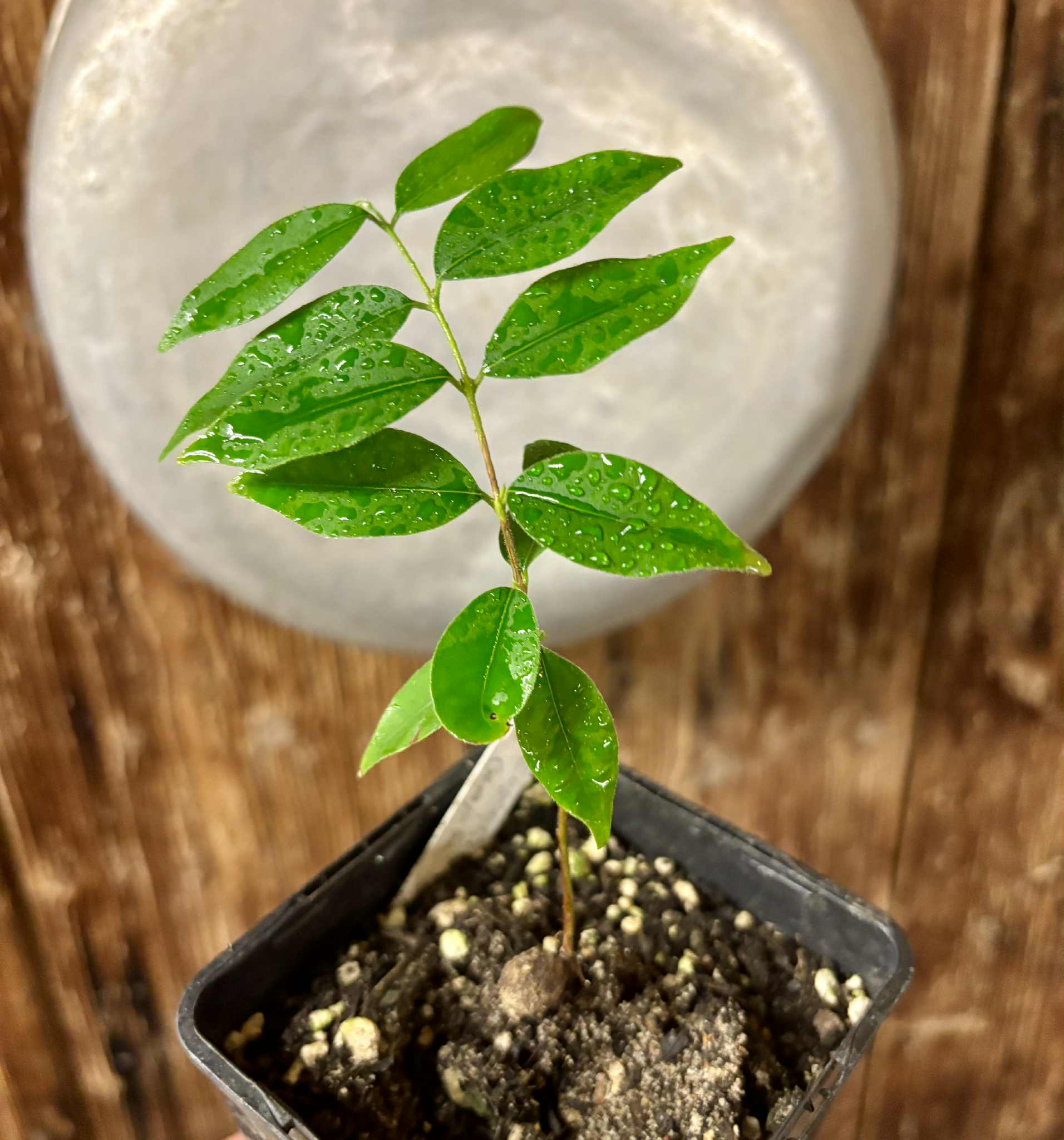 Eugenia sp Guajuba suave -  1 potted seedling / 1 getopfter Sämling