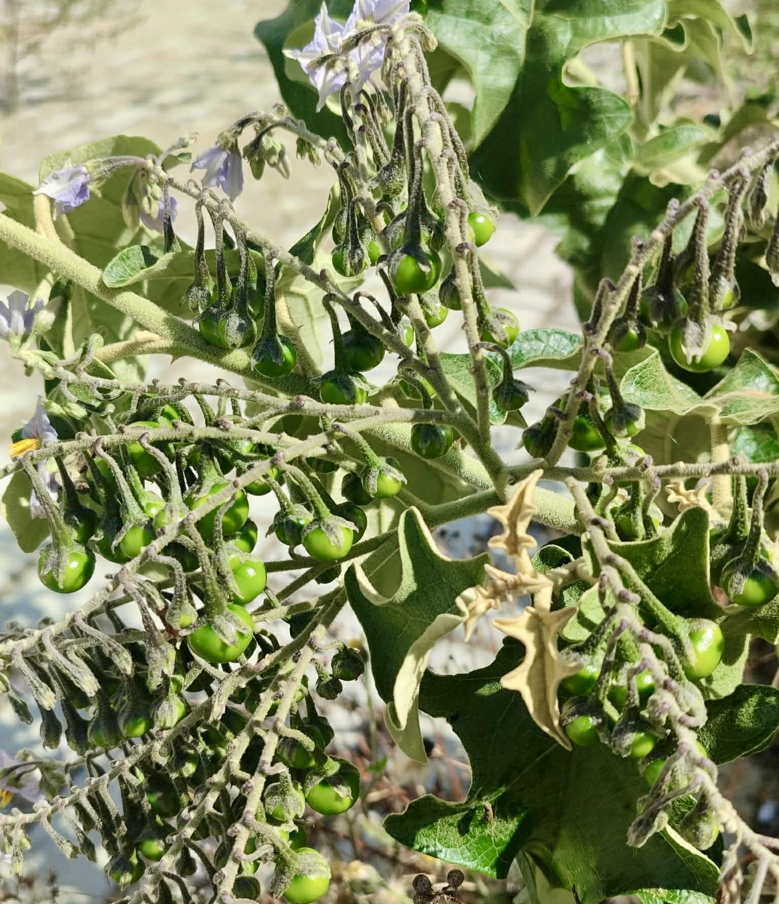 Jurubeba - Solanum paniculatum - 1 fresh seed / 1 frischer Samen