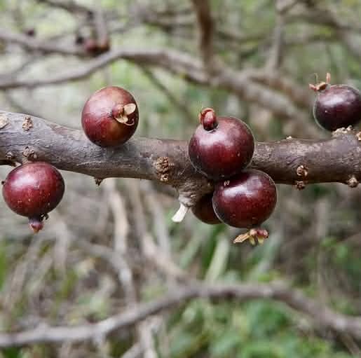 Pre Order - Jaboticaba de Rama (Guapurium sp de Rama) -  1 fresh seed / 1 frischer Samen