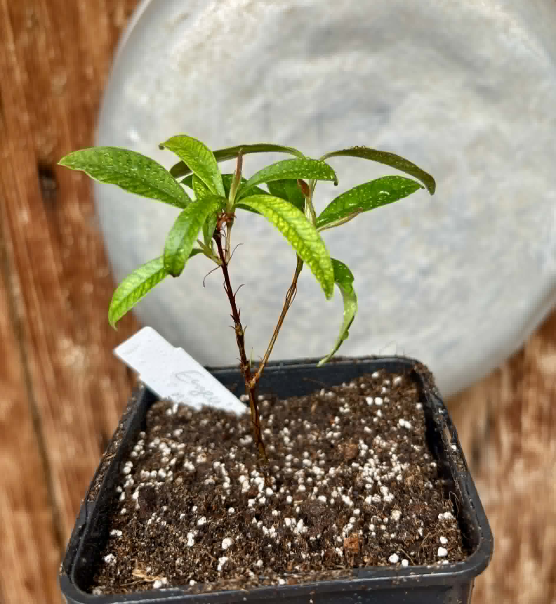 Eugenia nutans - 1 potted seedling / 1 getopfter Sämling
