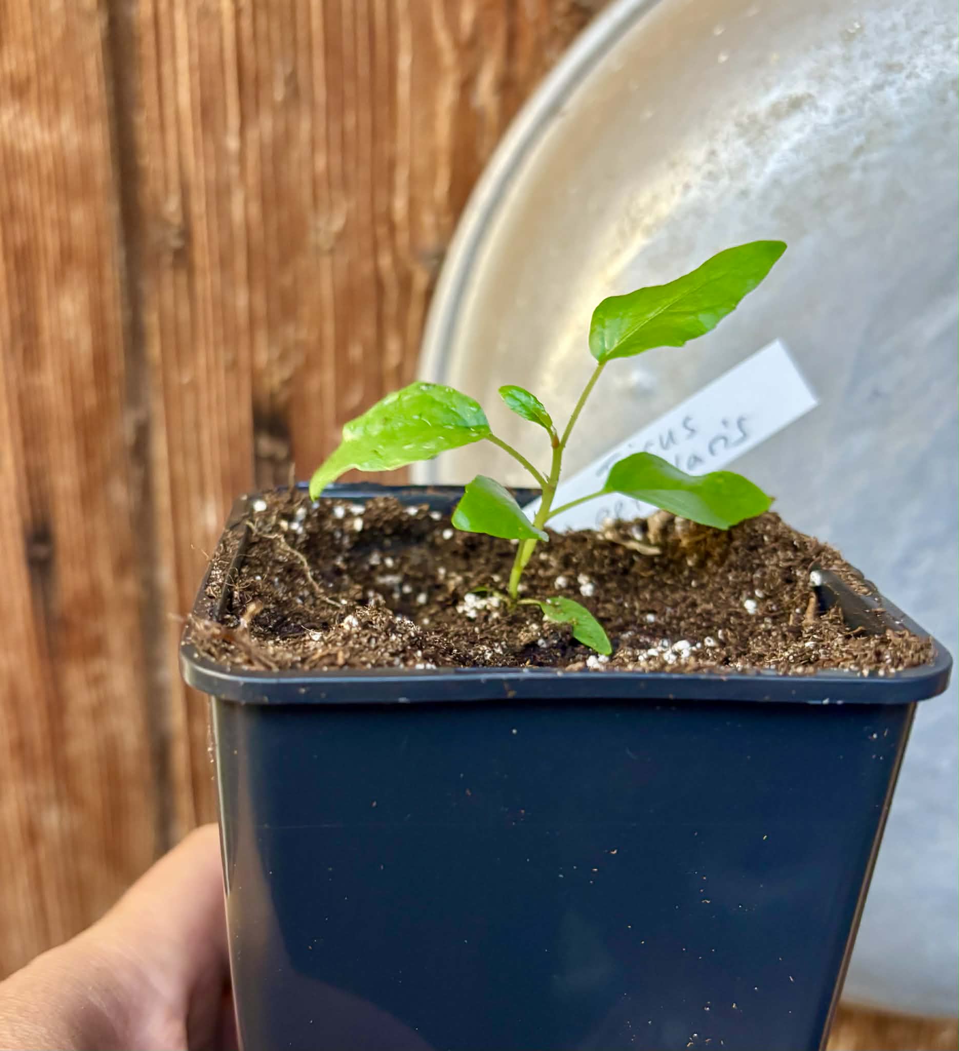 Ficus petiolaris - 1 potted seedling / 1 getopfter Sämling