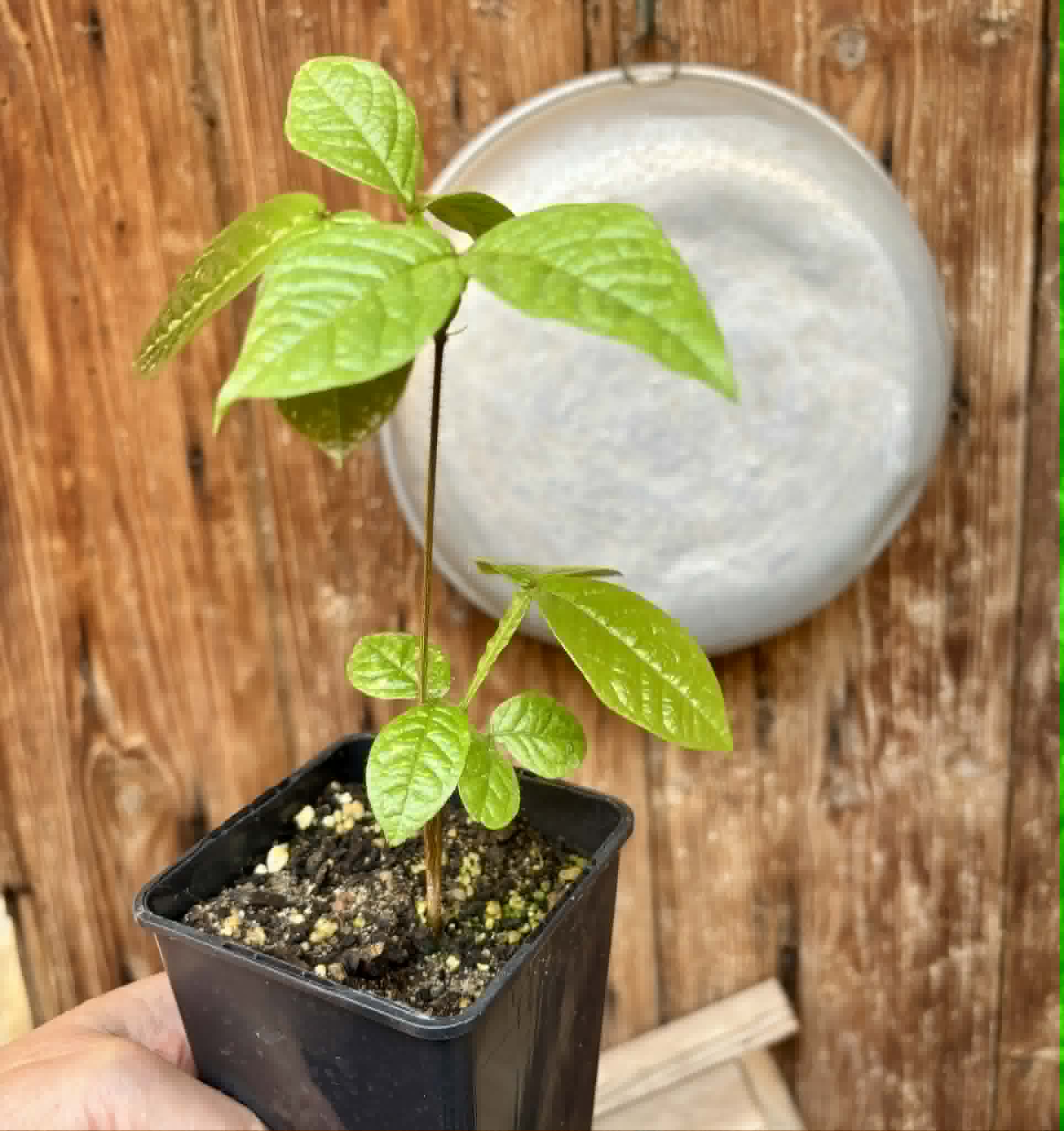 Inga aptera  - 1 potted seedling / 1 getopfter Sämling