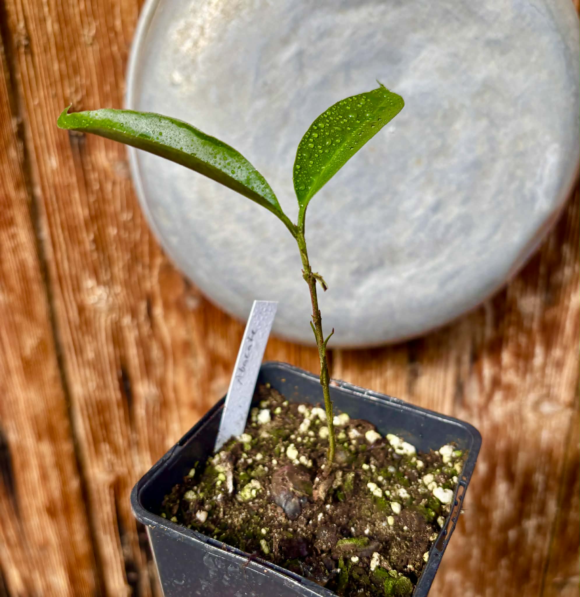 Eugenia sp Abacate -  1 potted seedling / 1 getopfter Sämling