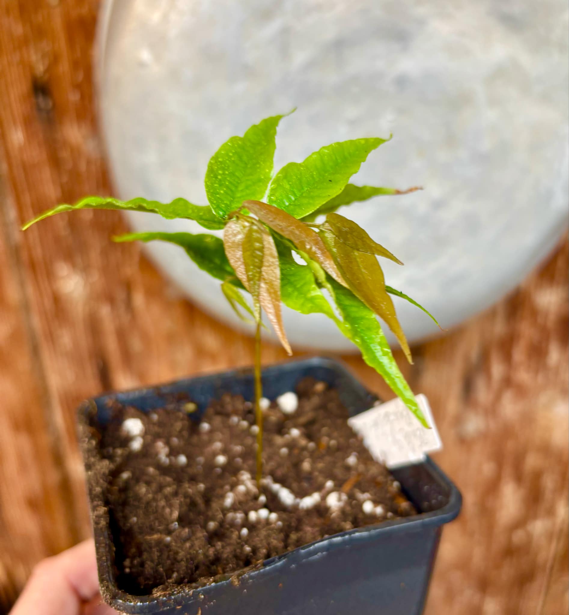 Jaboticaba - Plinia sp Rajada Cabo longo verde - 1 small potted seedling / 1 kleiner, getopfter Sämling Jaboticaba - Plinia sp Rajada Cabo longo verde - 1 small potted seedling / 1 kleiner, getopfter Sämling
