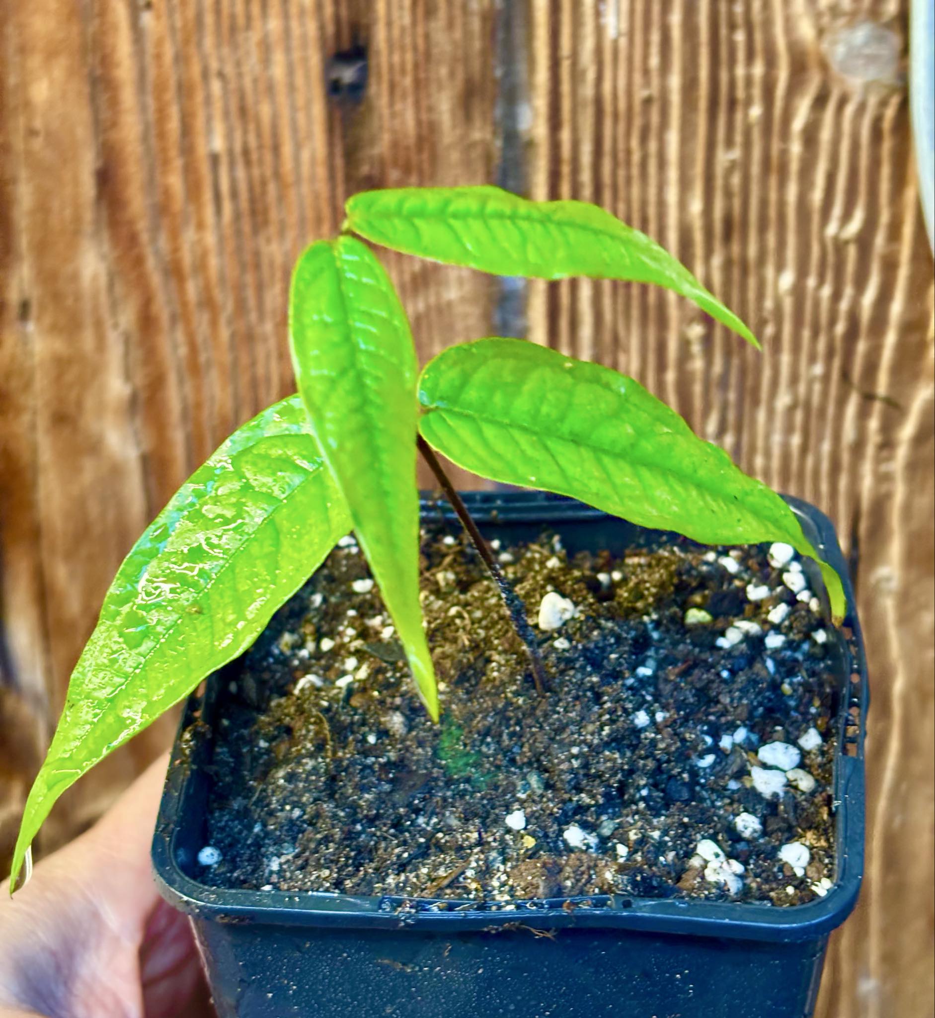 Plinia aureana "Branca Costada"  - 1 rooted, potted cutting / 1 bewurzelter, getopfter Steckling