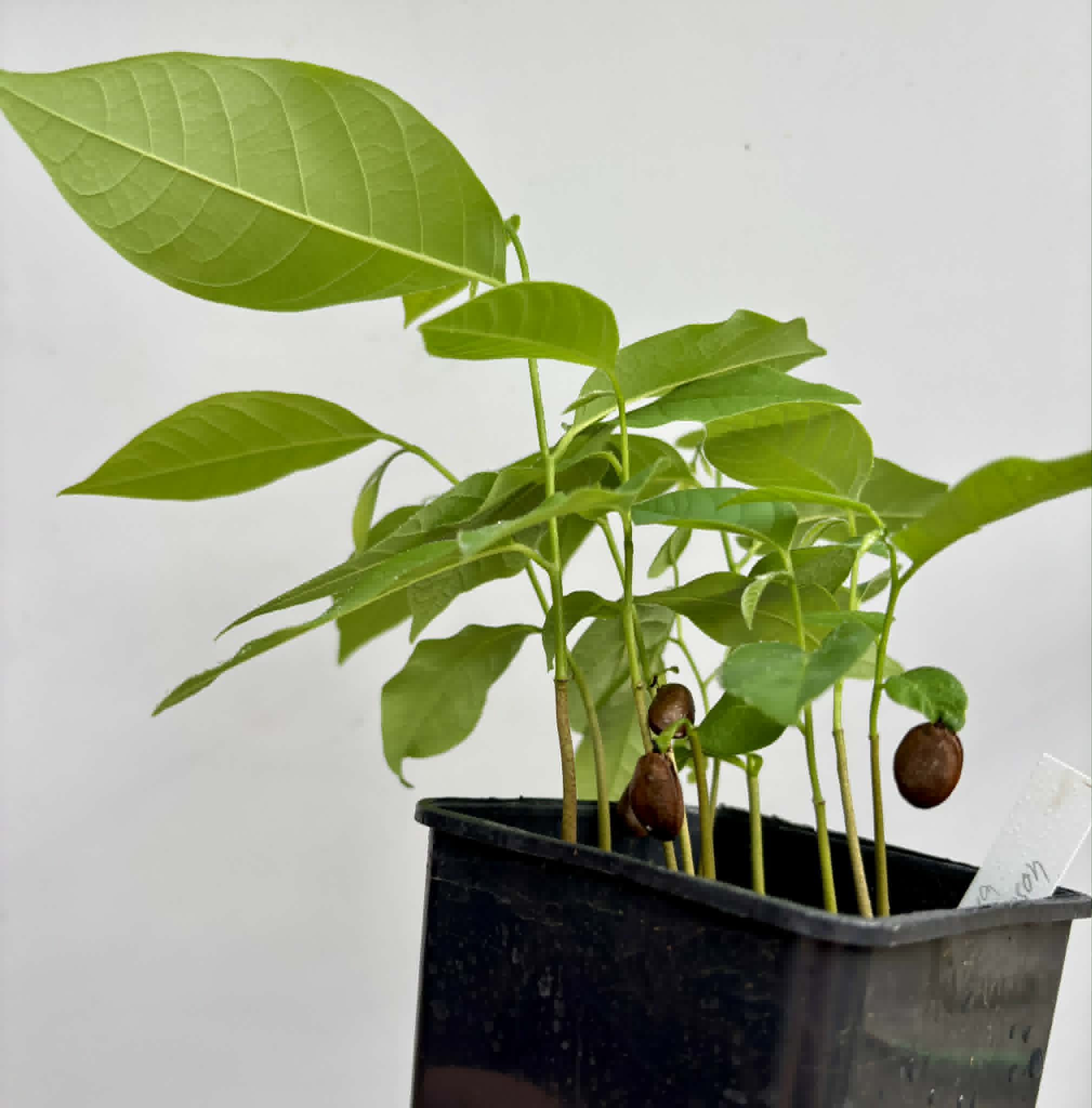 9 in 1 pot - Atemoya Thompson - 9 seedlings in one pot / 10 Sämlinge in einem Topf