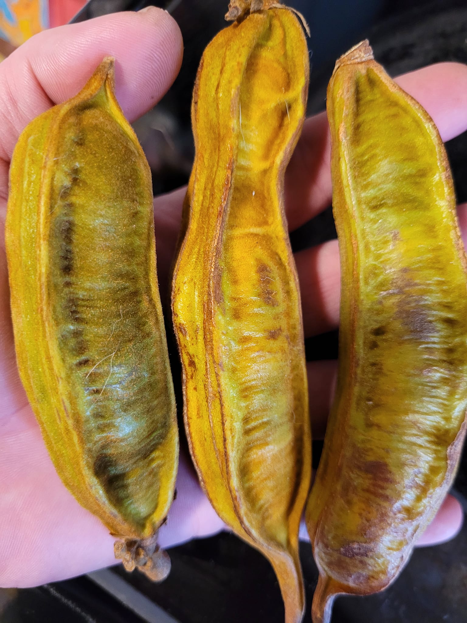 Inga vera  - 1 potted seedling / 1 getopfter Sämling