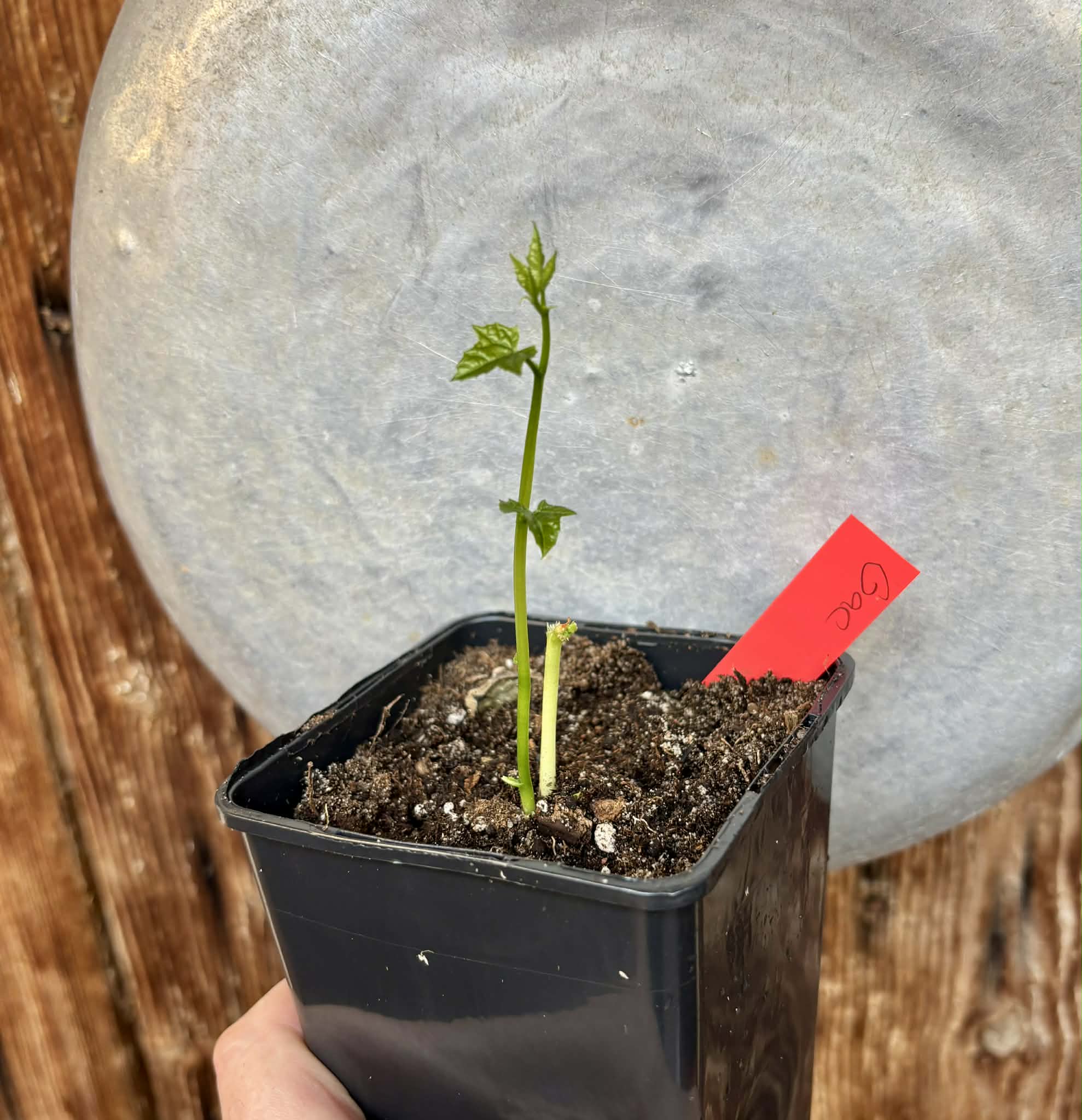 Momordica cochinchinensis - Gac fruit - 1 potted plant / 1 getopfte Pflanze