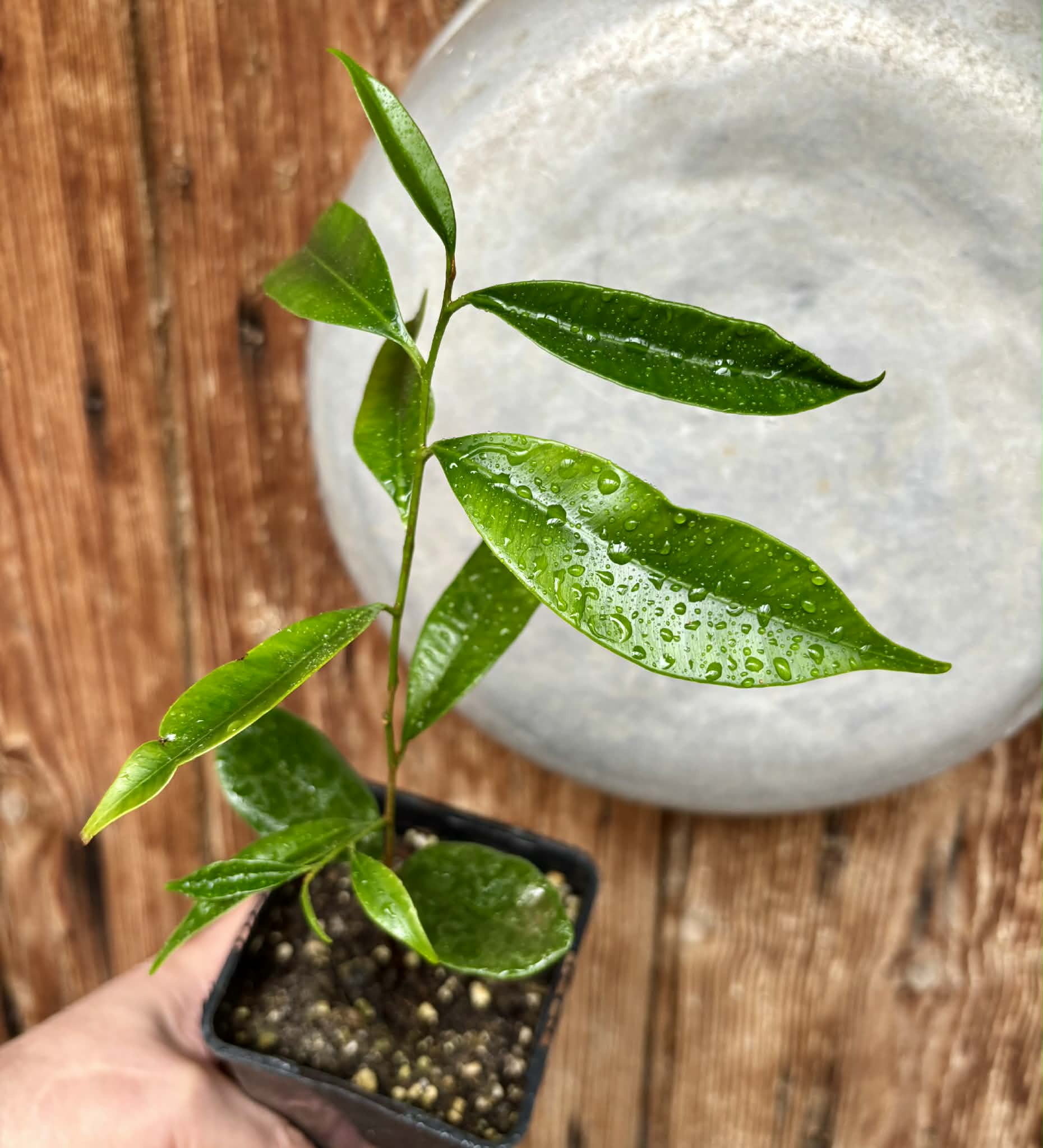 Diploon cuspidatum  -  1 potted seedling / 1 getopfter Sämling