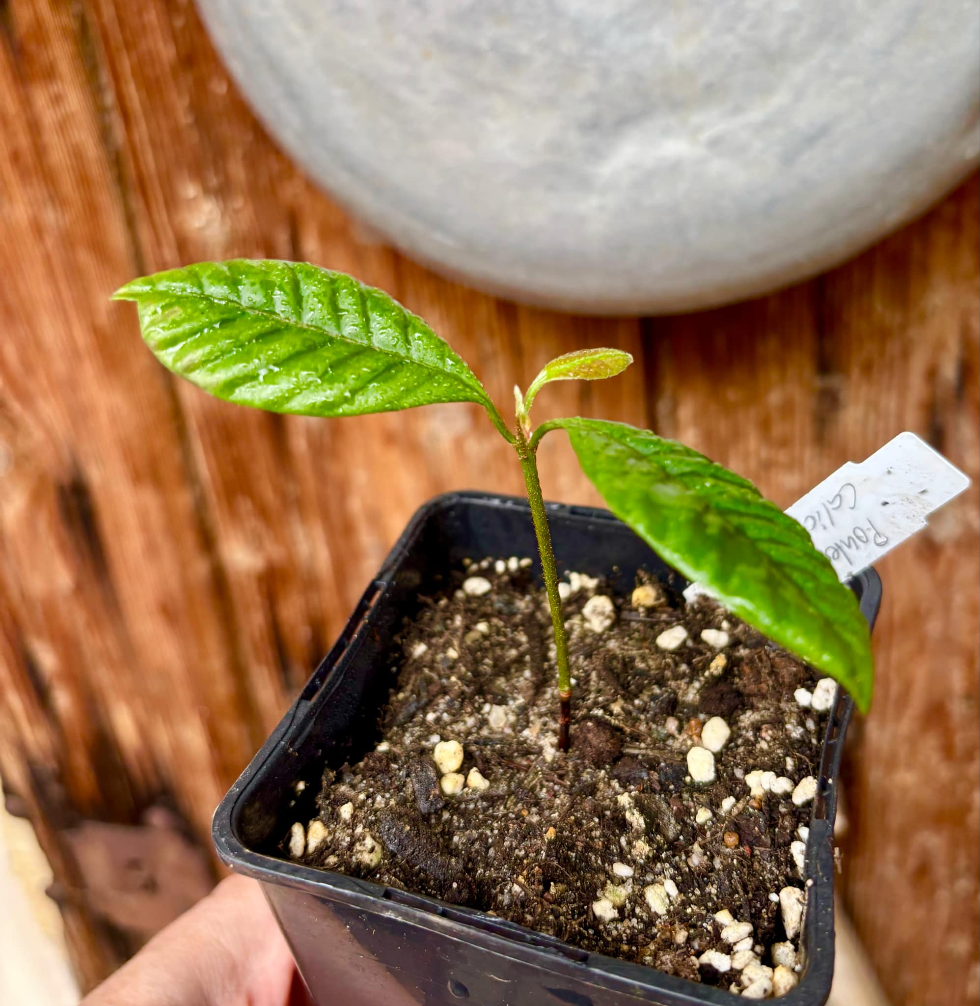 Pouteria sp Calice de Flor  -  1 small potted seedling / 1 kleiner, getopfter Sämling