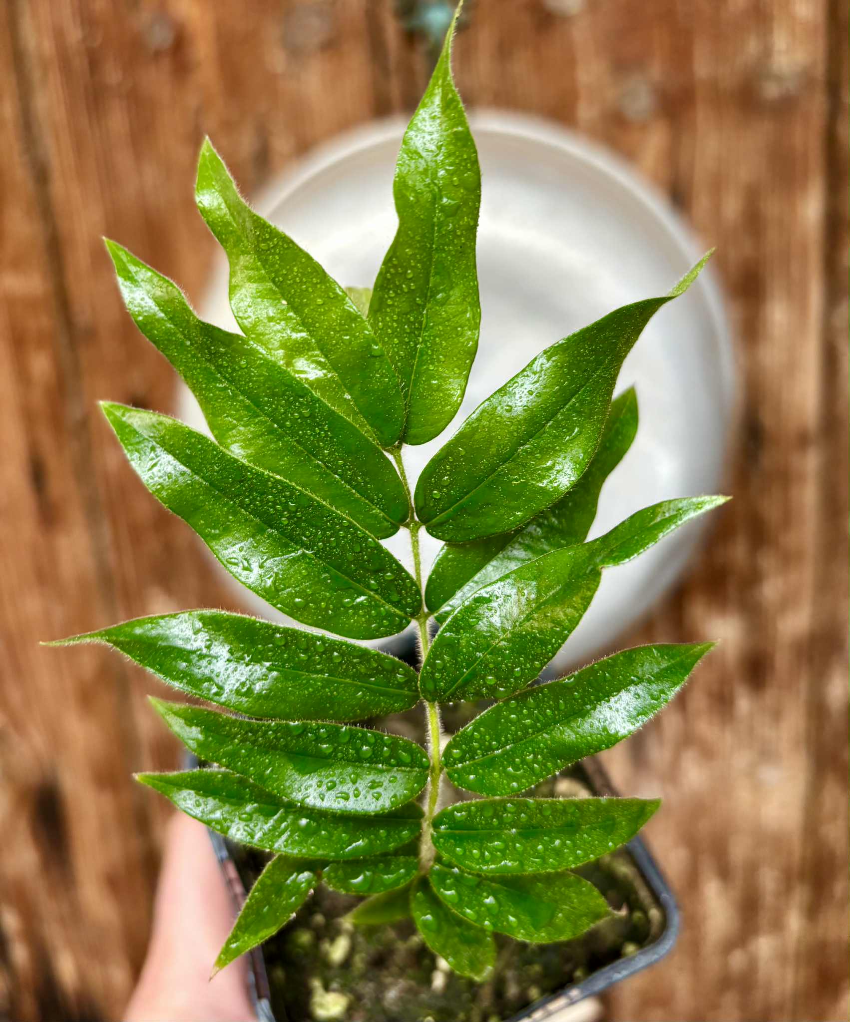 Beach Cambuca (Myrciaria strigipes) - 1 potted plant / 1 getopfte Pflanze