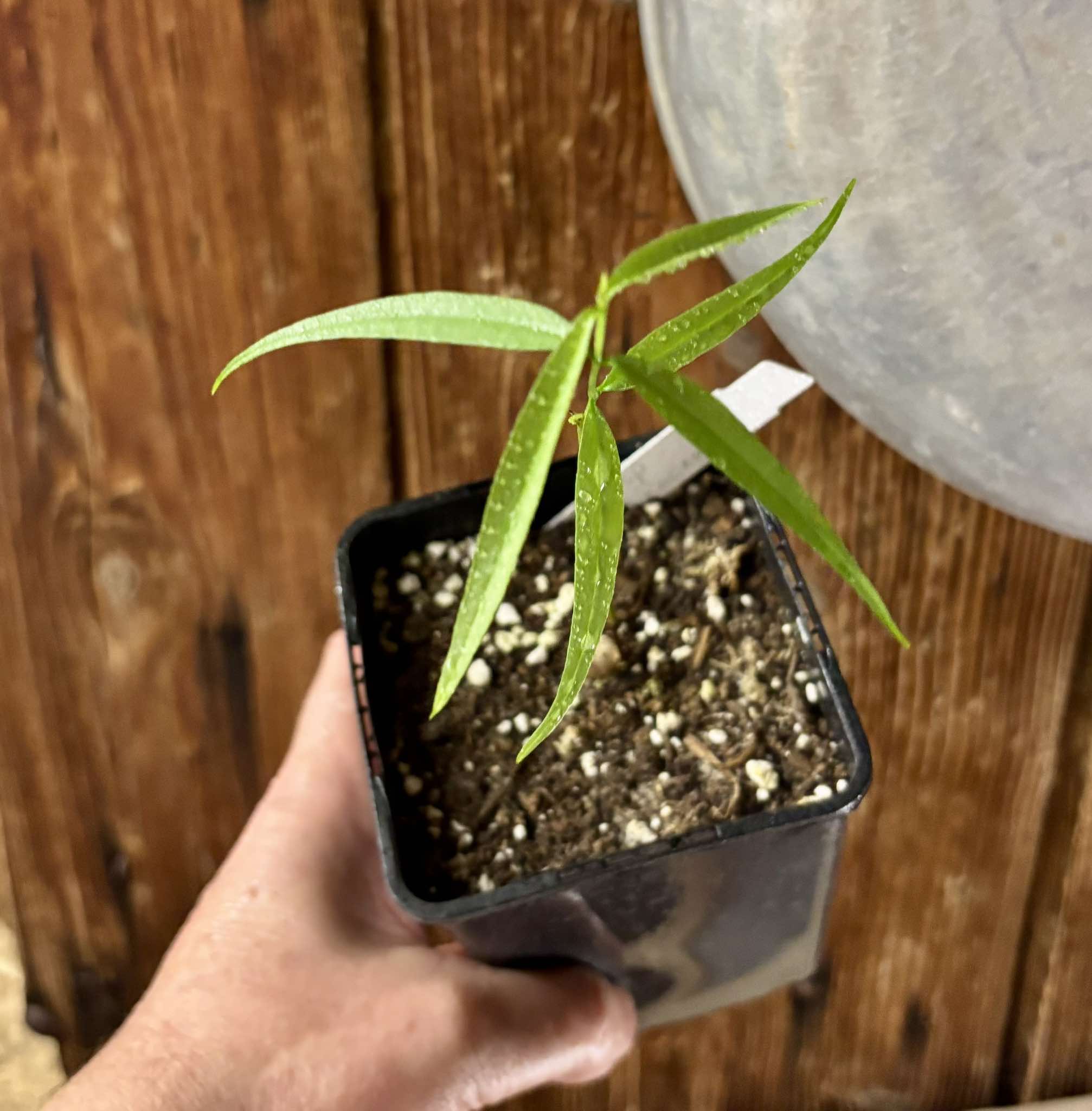 Eugenia sp sect racemosa -  1 potted plant / 1 getopfte Pflanze