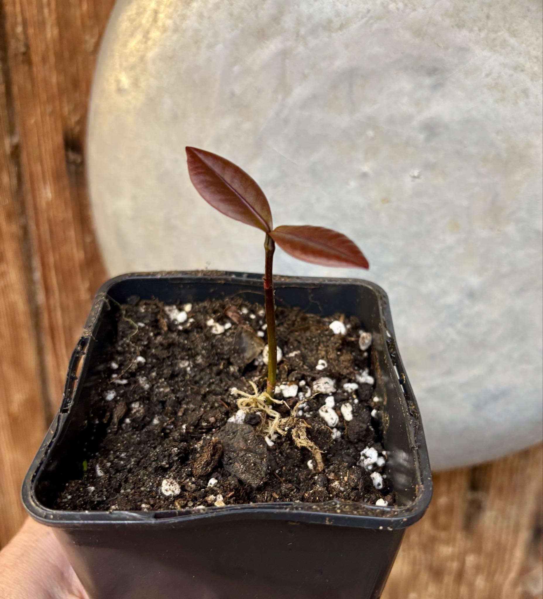 Bacupari Brasil (Garcinia brasiliensis) -  1 potted seedling / 1 getopfter Sämling Kopie