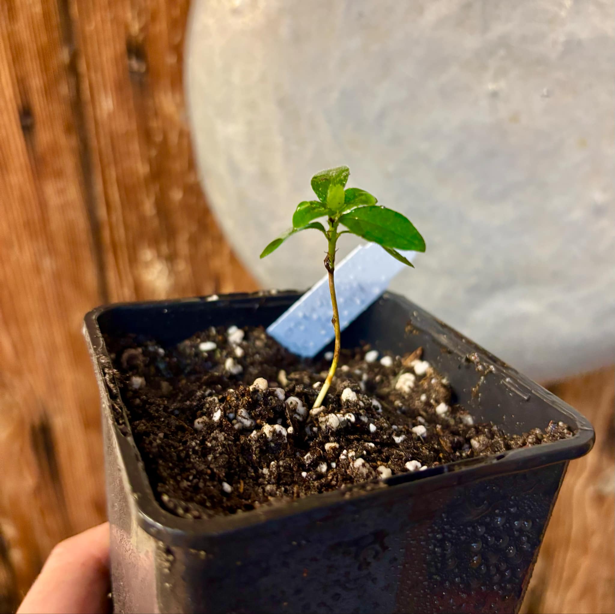 Randia sp Mexico  - 1 small seedling / 1 kleiner Sämling