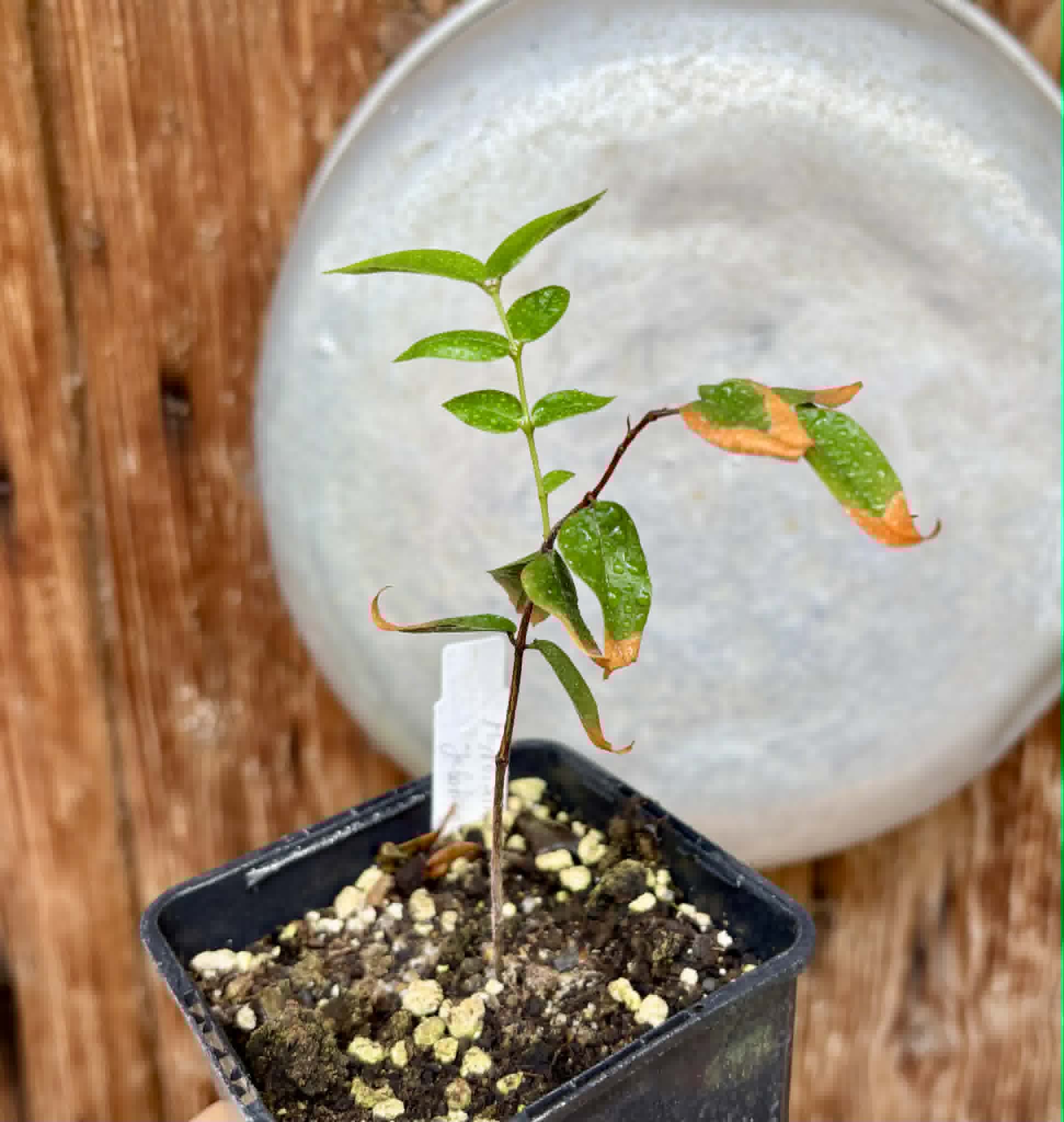 Myrciaria sp Jaboticaba - 1 potted seedling / 1 getopfter Sämling