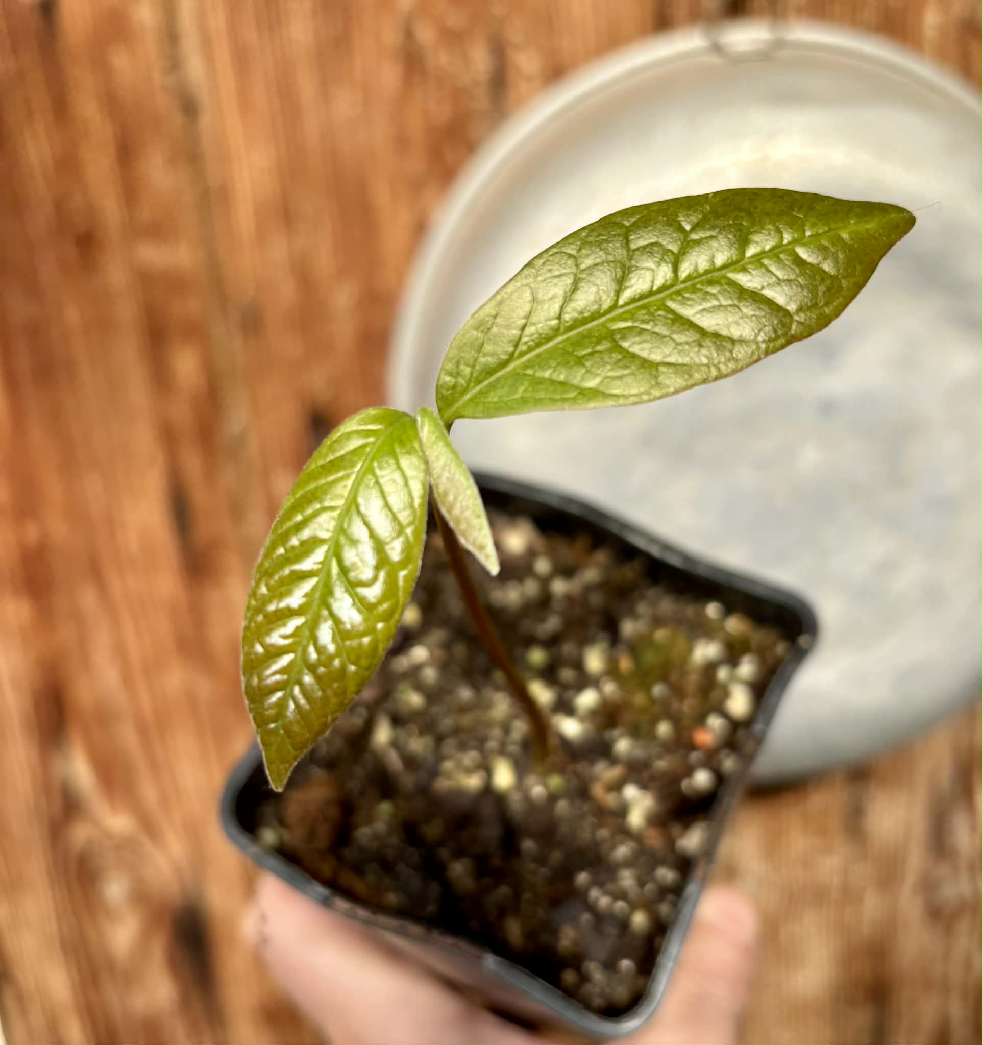 Annona purpurea - Soncoya -  1 potted seedling / 1 getopfter Sämling