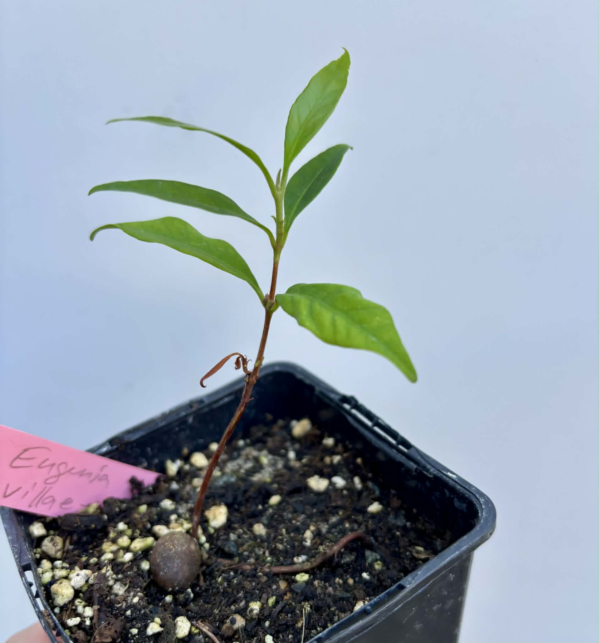 Grumixama-açu (Eugenia villae-novae) - 1 potted seedling / 1 getopfter Sämling