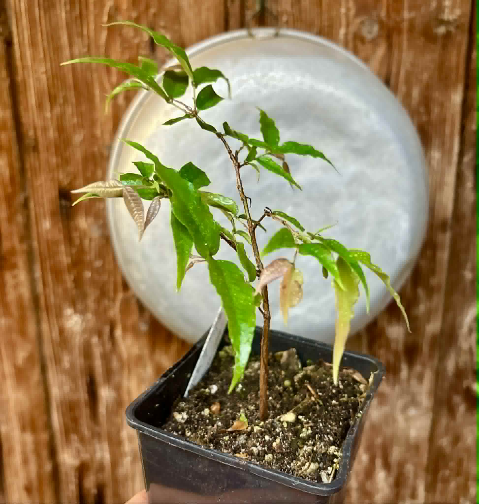 Jaboticaba - Plinia sp Rajada Cabo longo verde -  1 potted seedling / 1 getopfter Sämling
