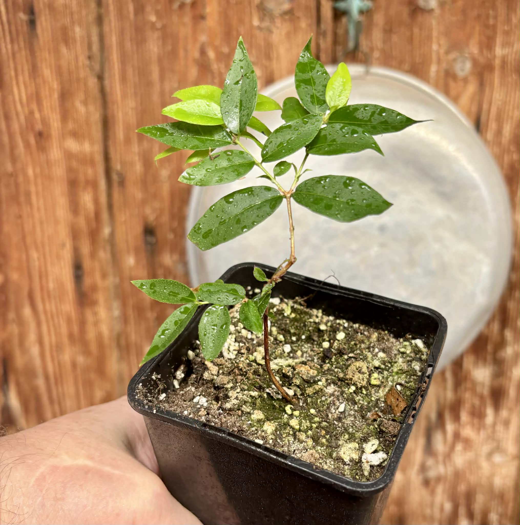 Plinia sp Lagoa black -  1 potted plant / 1 getopfte Pflanze