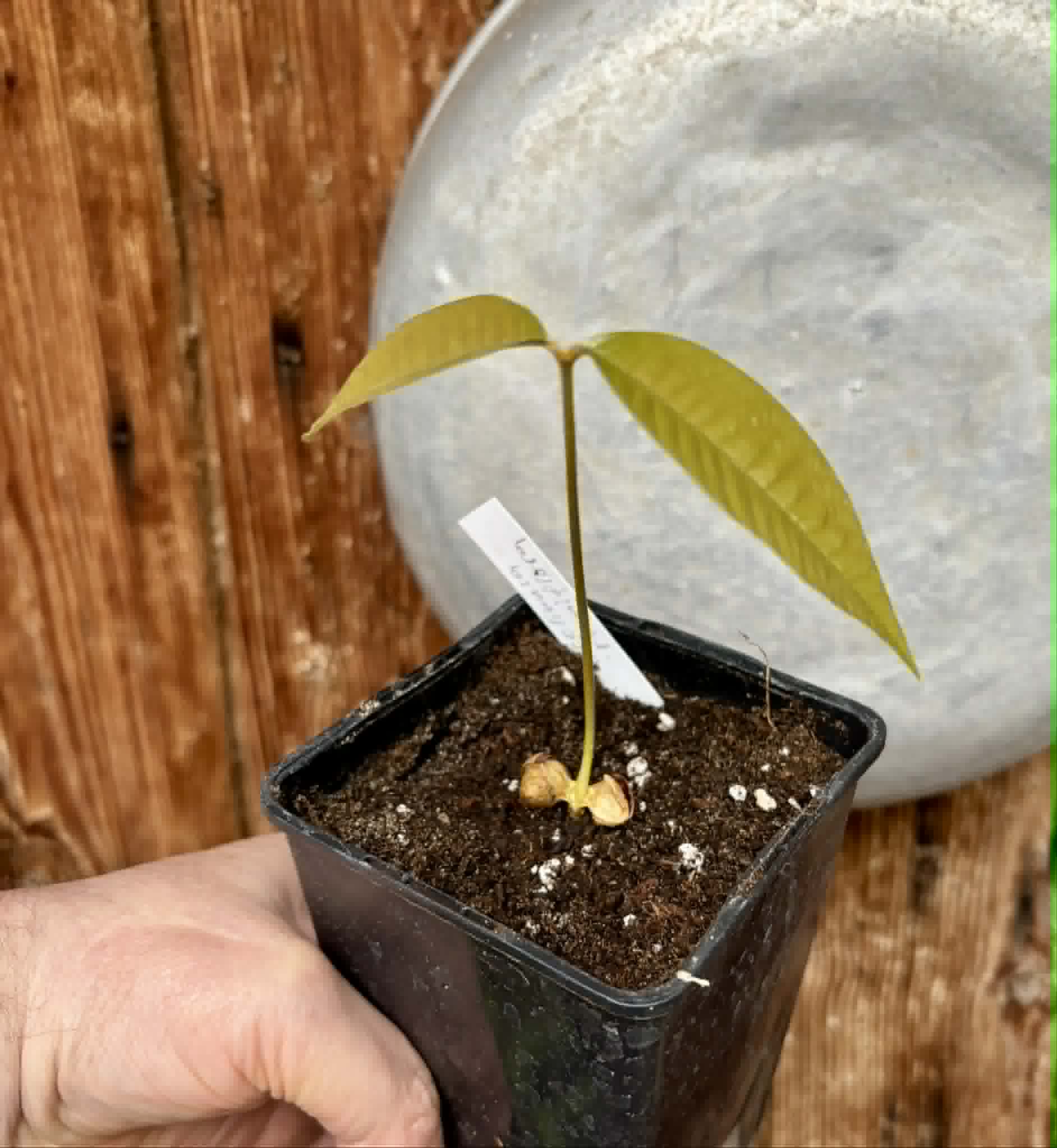 Ecclinusa ramiflora -  1 potted seedling / 1 getopfter Sämling