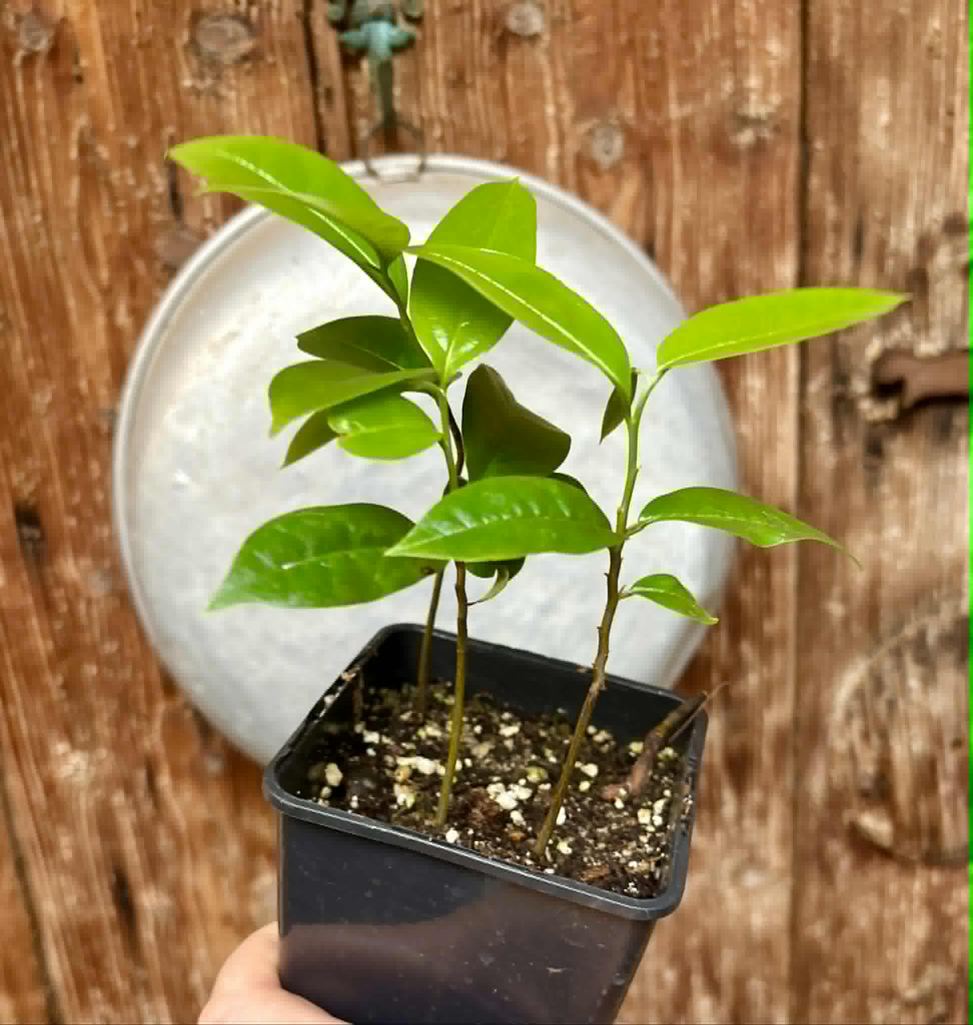 3 in 1 pot - Annona muricata - Soursop / Stachelannone - 3 seedlings in one pot / 3 Sämlinge in einem Topf 