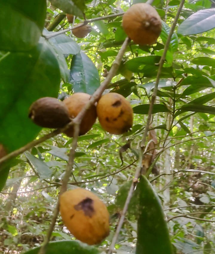 Eugenia umbrosa -  1 fresh seed / 1 frischer Samen