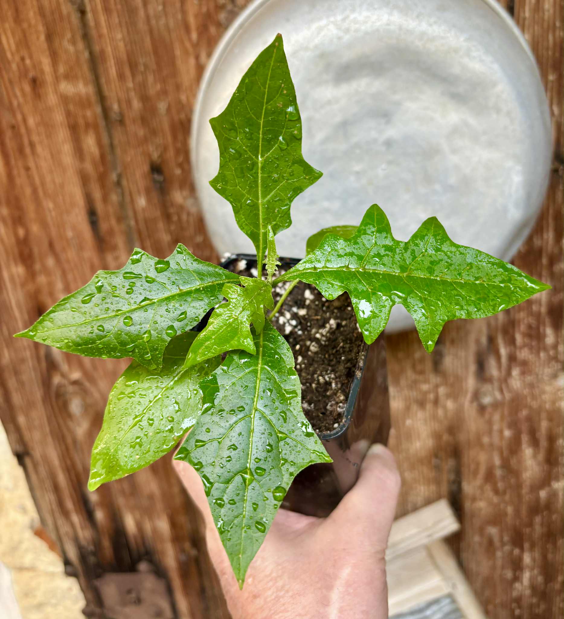Juá do Jequitinhonha (Solanum schizandrum) - 1 potted seedling / 1 getopfter Sämling