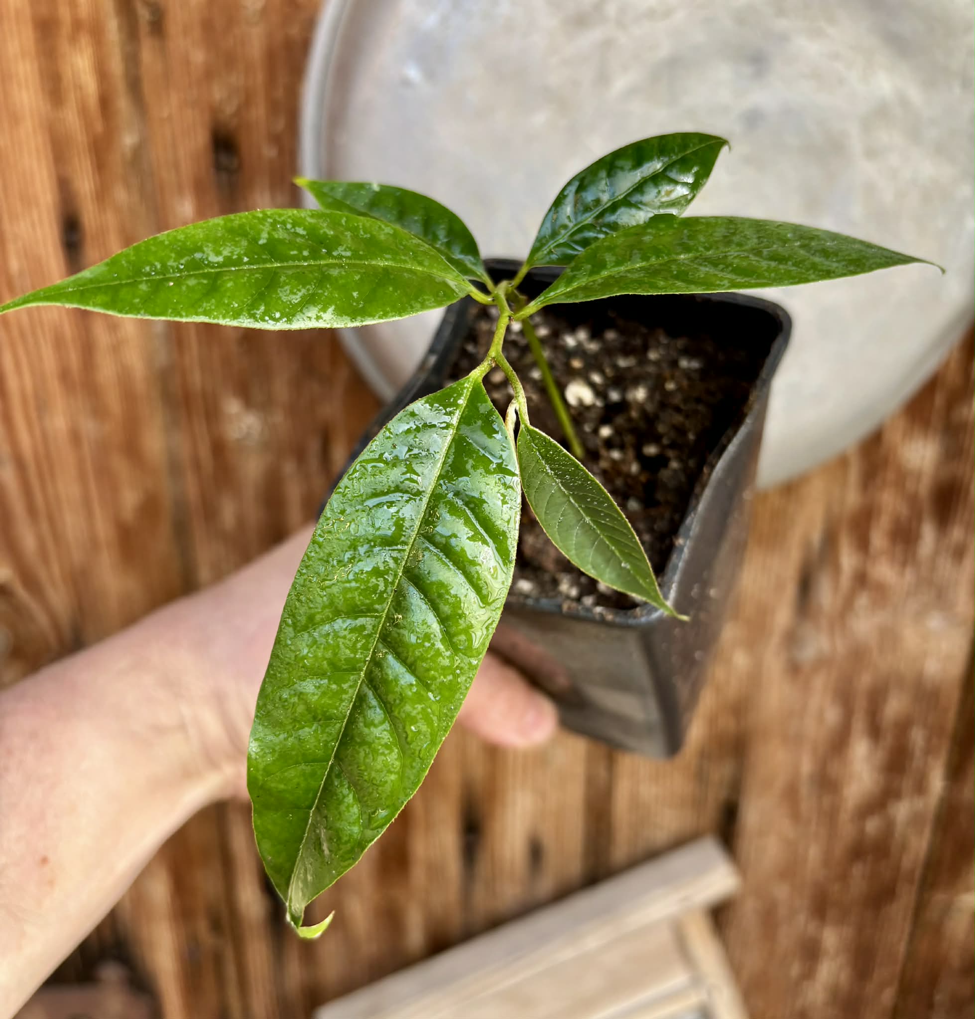 Annona rensoniana  - 1 potted seedling / 1 getopfter Sämling