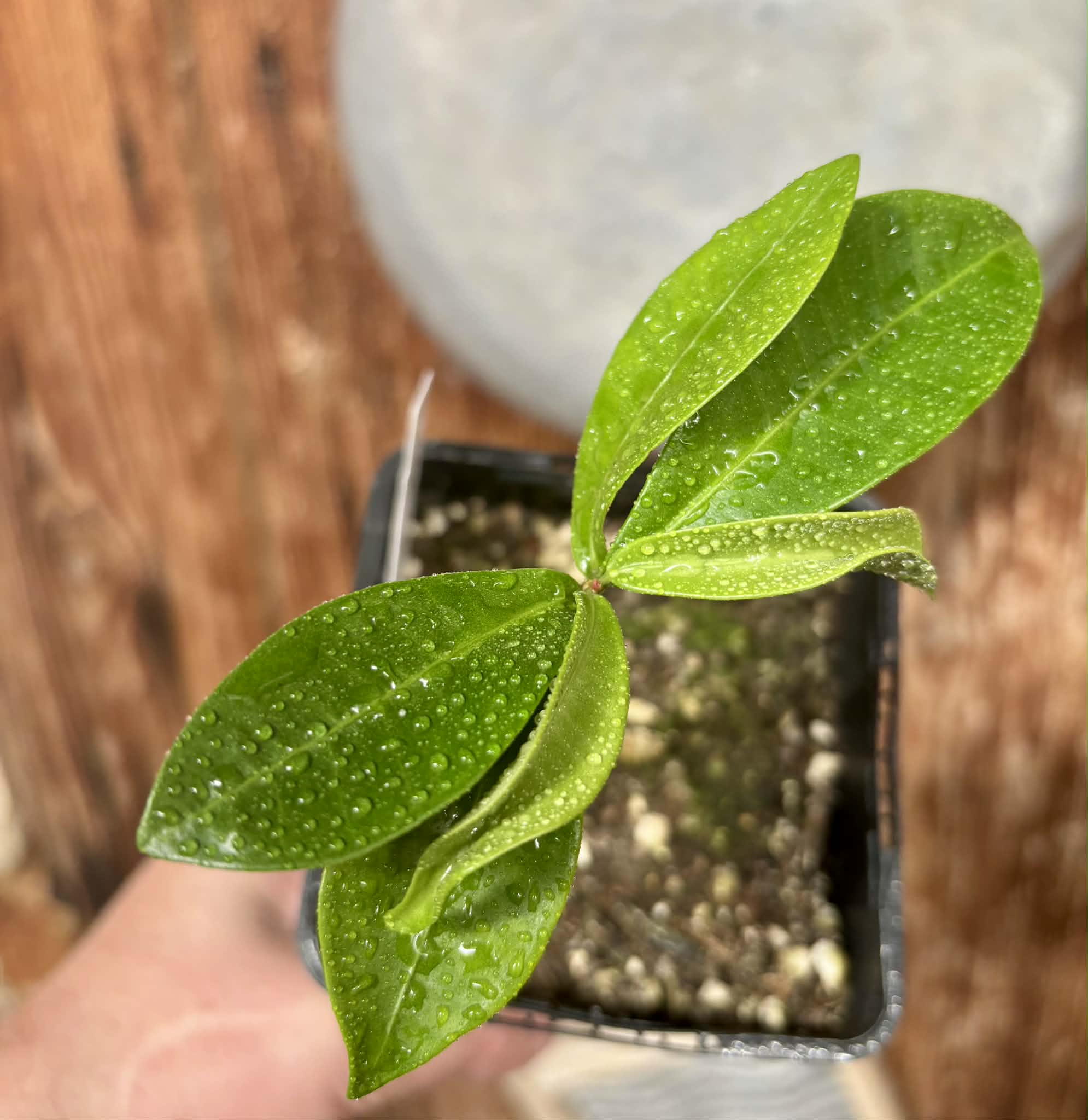 Eugenia sp Batinga Verdadeira -  1 potted plant / 1 getopfte Pflanze
