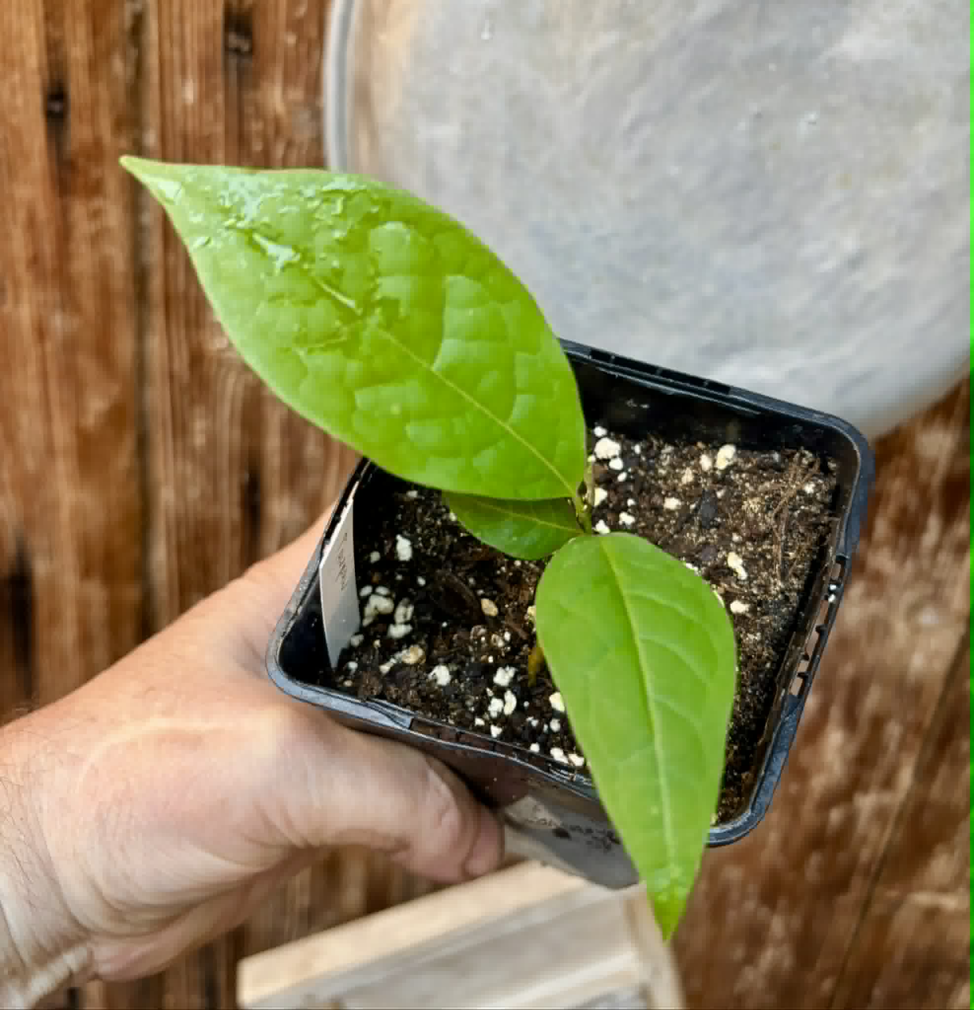 PawPaw var. Prima 1216 (Asimina triloba) - 1 potted seedling / 1 getopfter Sämling