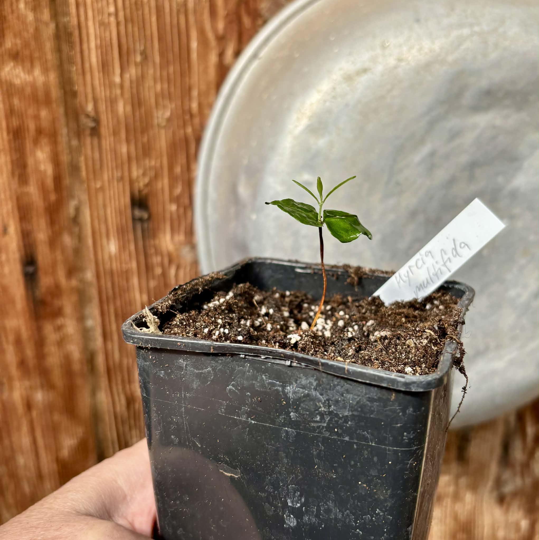 Myrcia multifida - 1 potted plant / 1 getopfte Pflanze