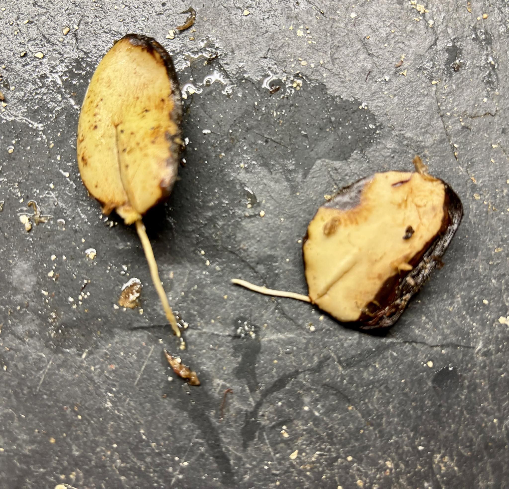 2 last seeds - Cambucá-de-calo - (Plinia callosa) -  1 germinated seed / 1 gekeimter Samen