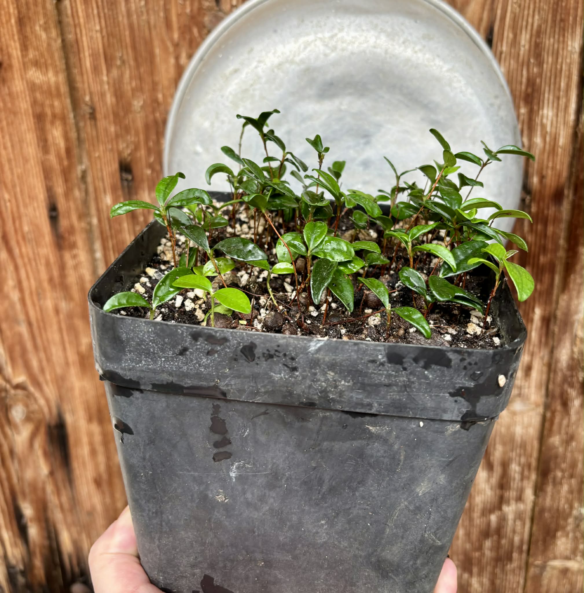 56 in 1 pot - Eugenia reinwardtiana - Cedarbay Cherry -  56 seedlings in one pot / 56 Sämlinge in einem Topf