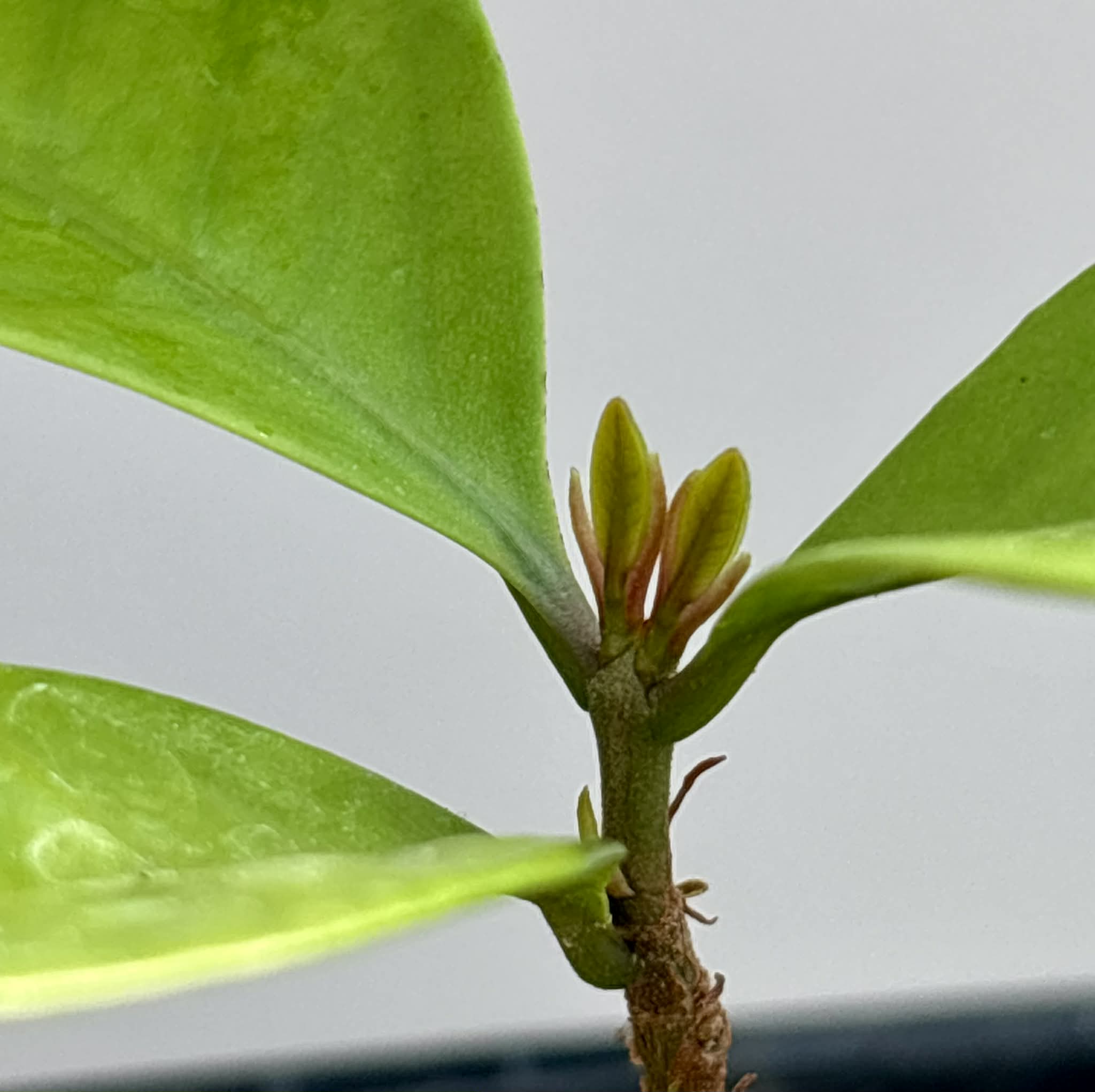 Eugenia sp Essencia negra - 1 potted seedling / 1 getopfter Sämling